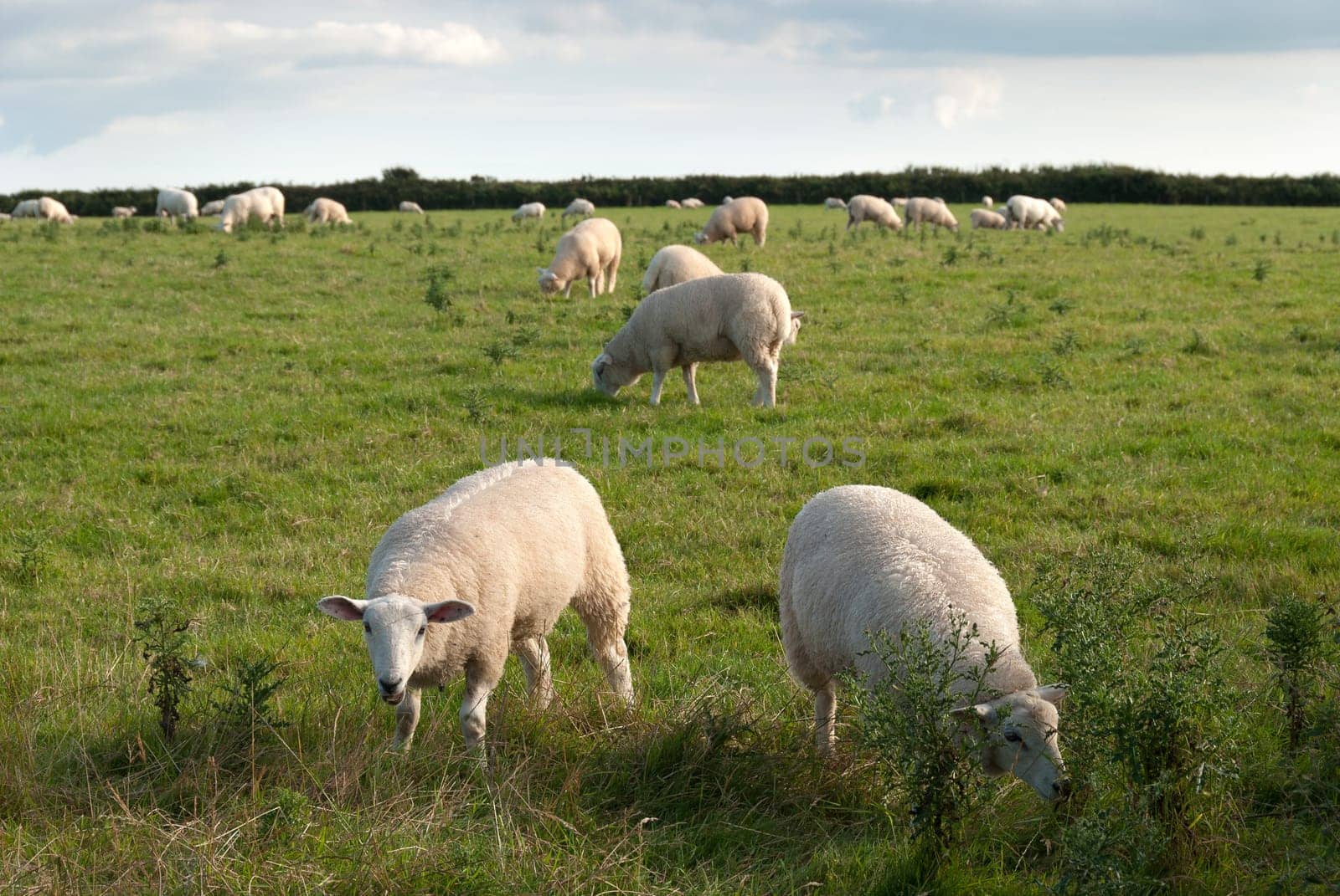 sheep graze at sunset in Cornwall