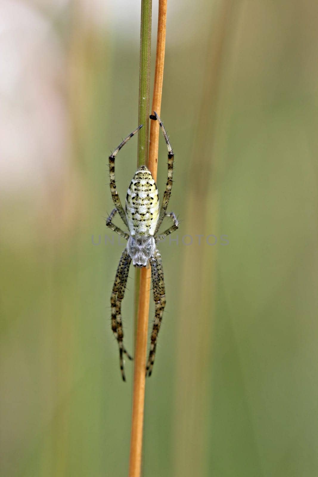 Wasp spider (Argiope bruennichi)