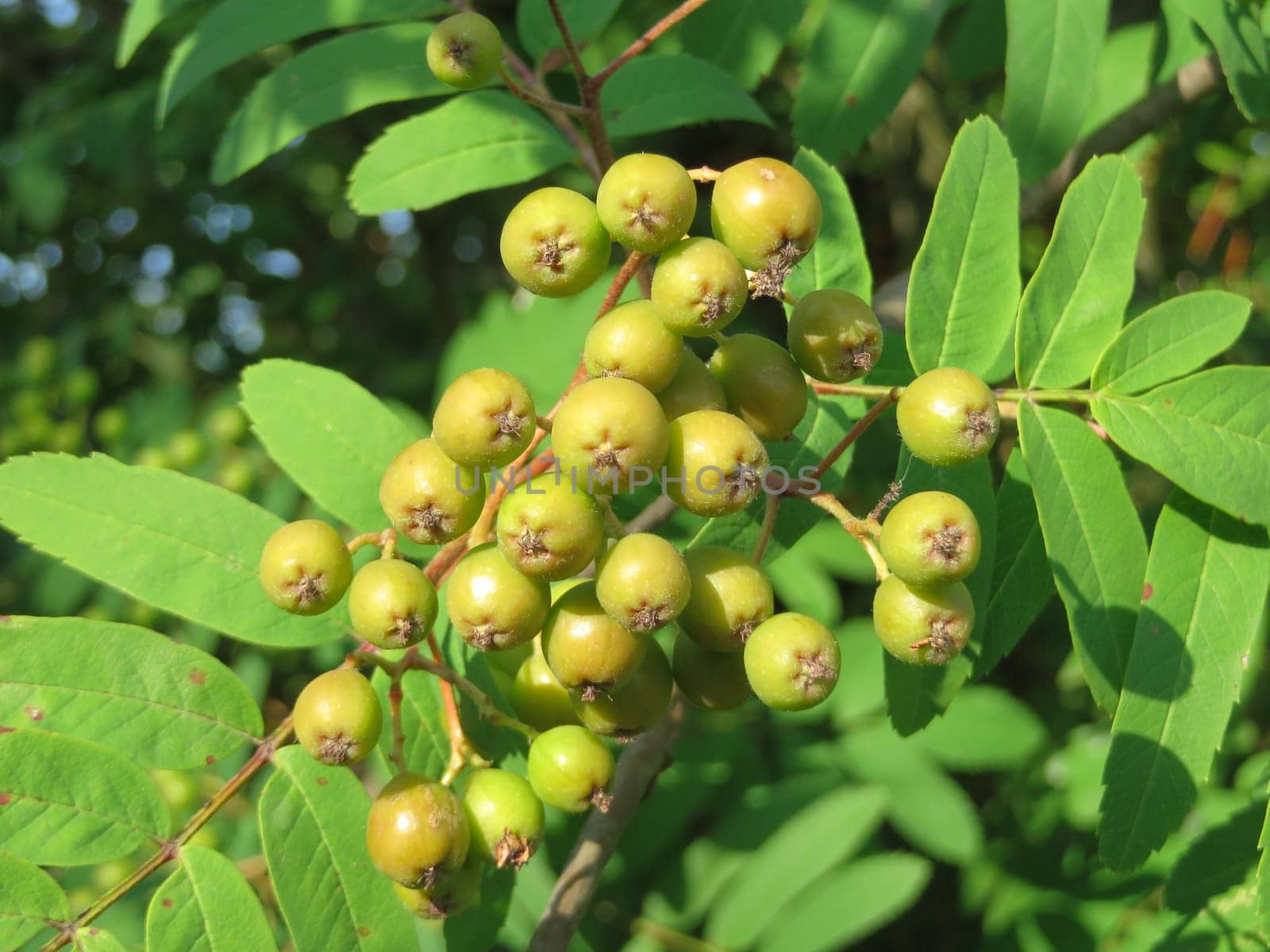 edible rowanberry - Sorbus aucuparia edulis - Moravica -