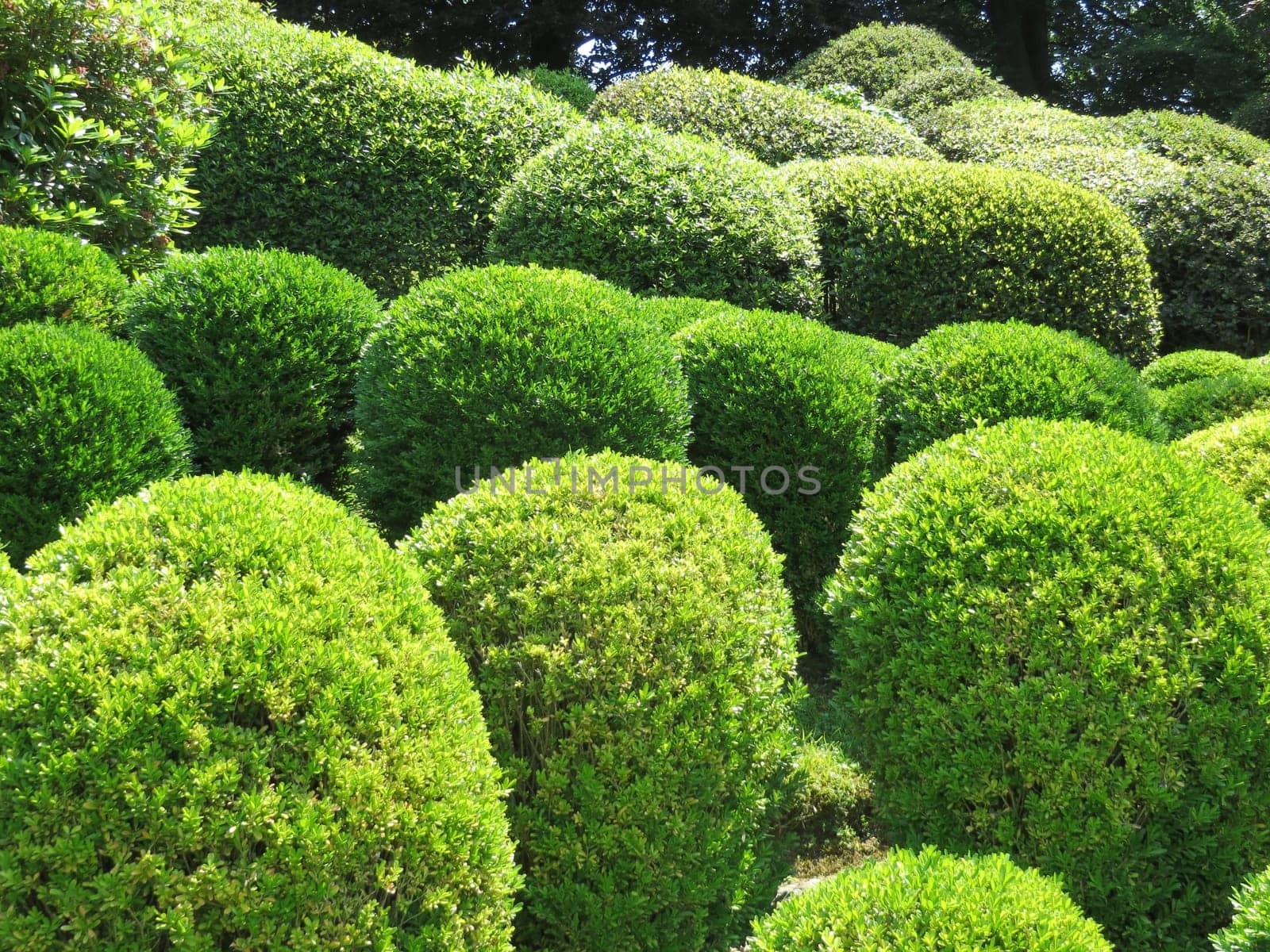 Boxwood balls - Buxus sempervirens