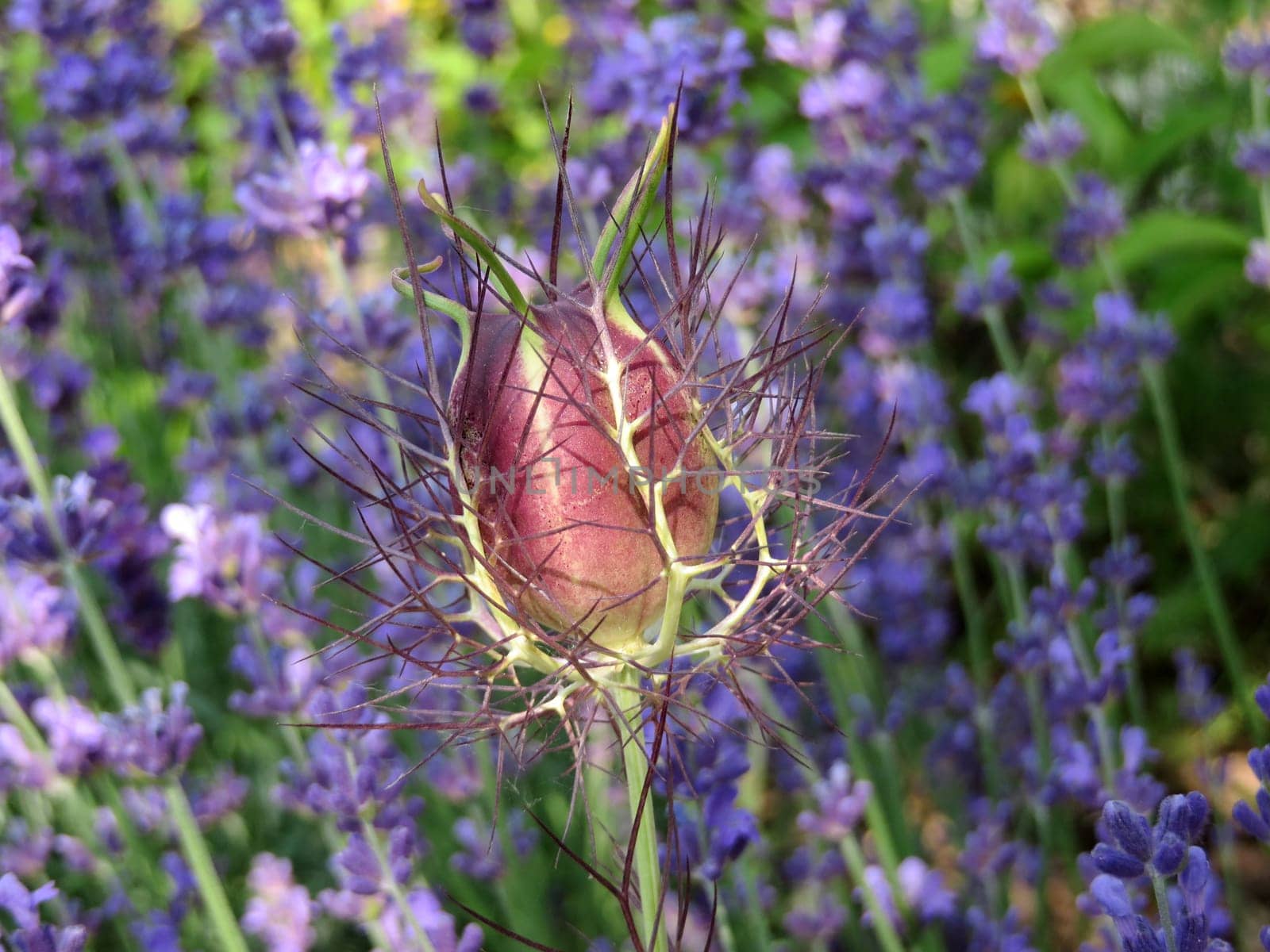 Seed capsule of a spinster in the green - Nigella damaszena