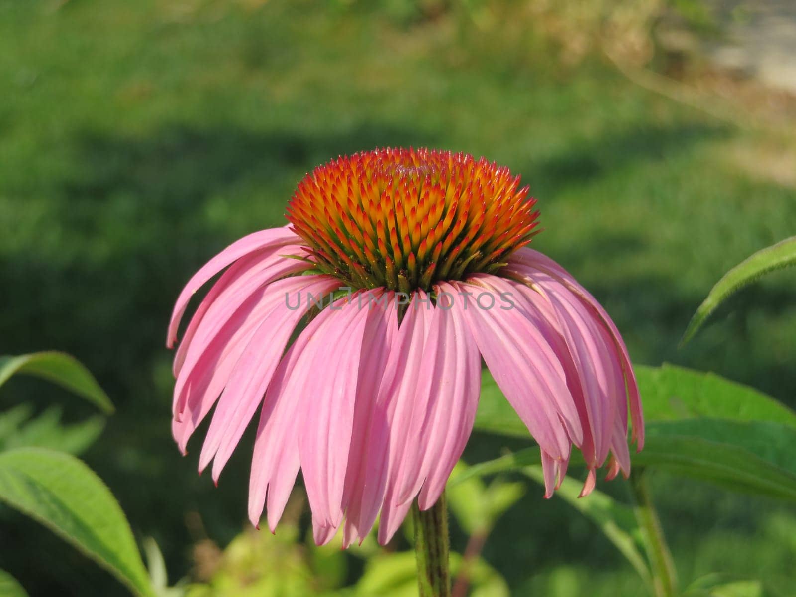 Purple coneflower - Echinacea purpurea