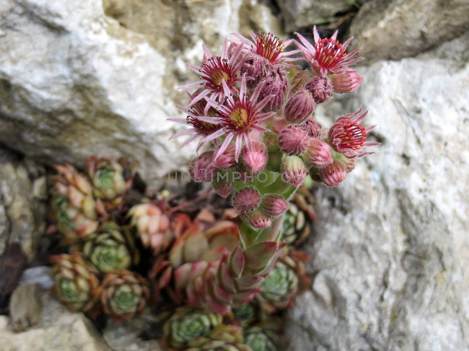 Roof-housewort - Sempervivum tectorum