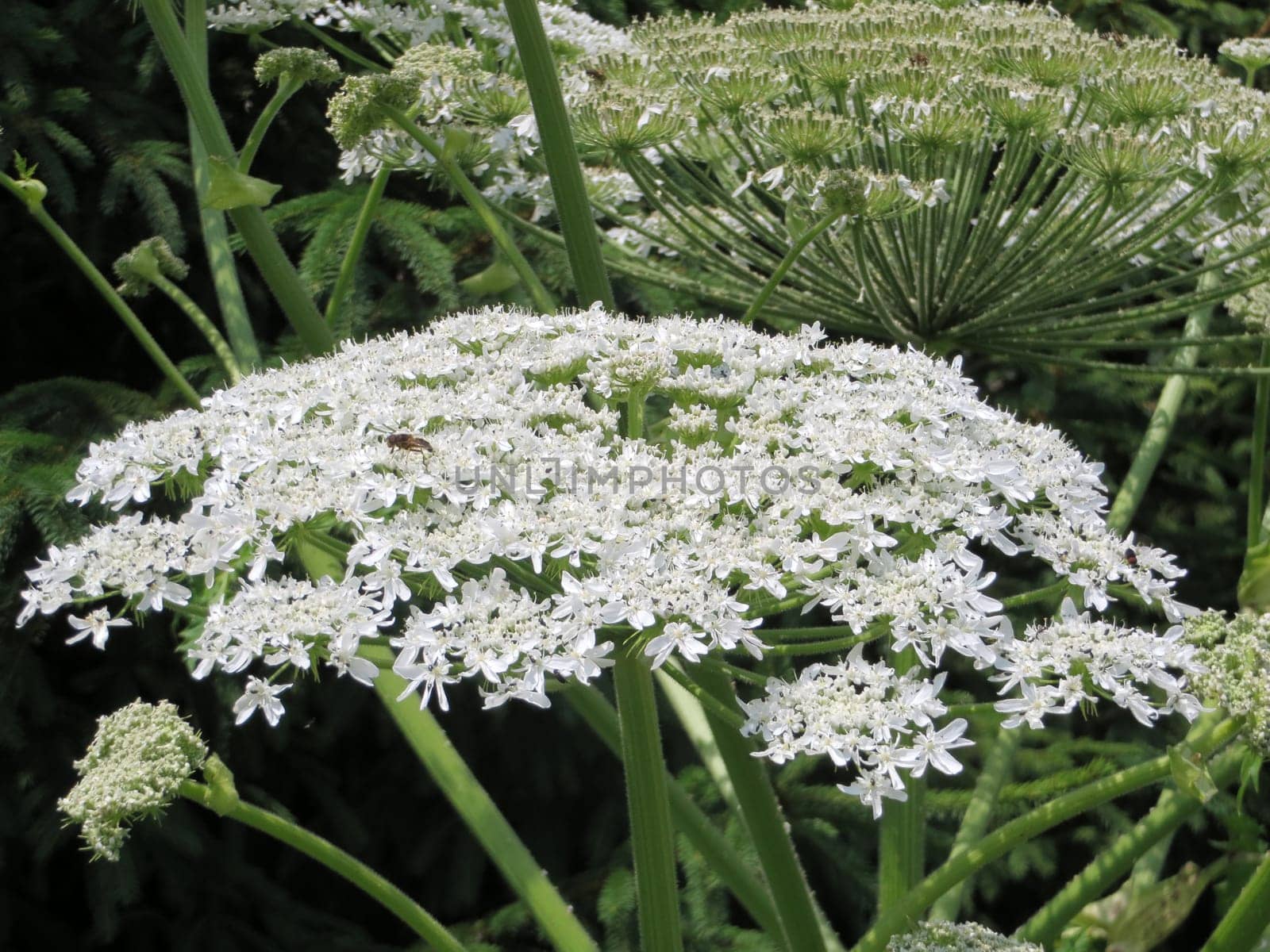 Hercules herb - Heracleum mantegazzianum