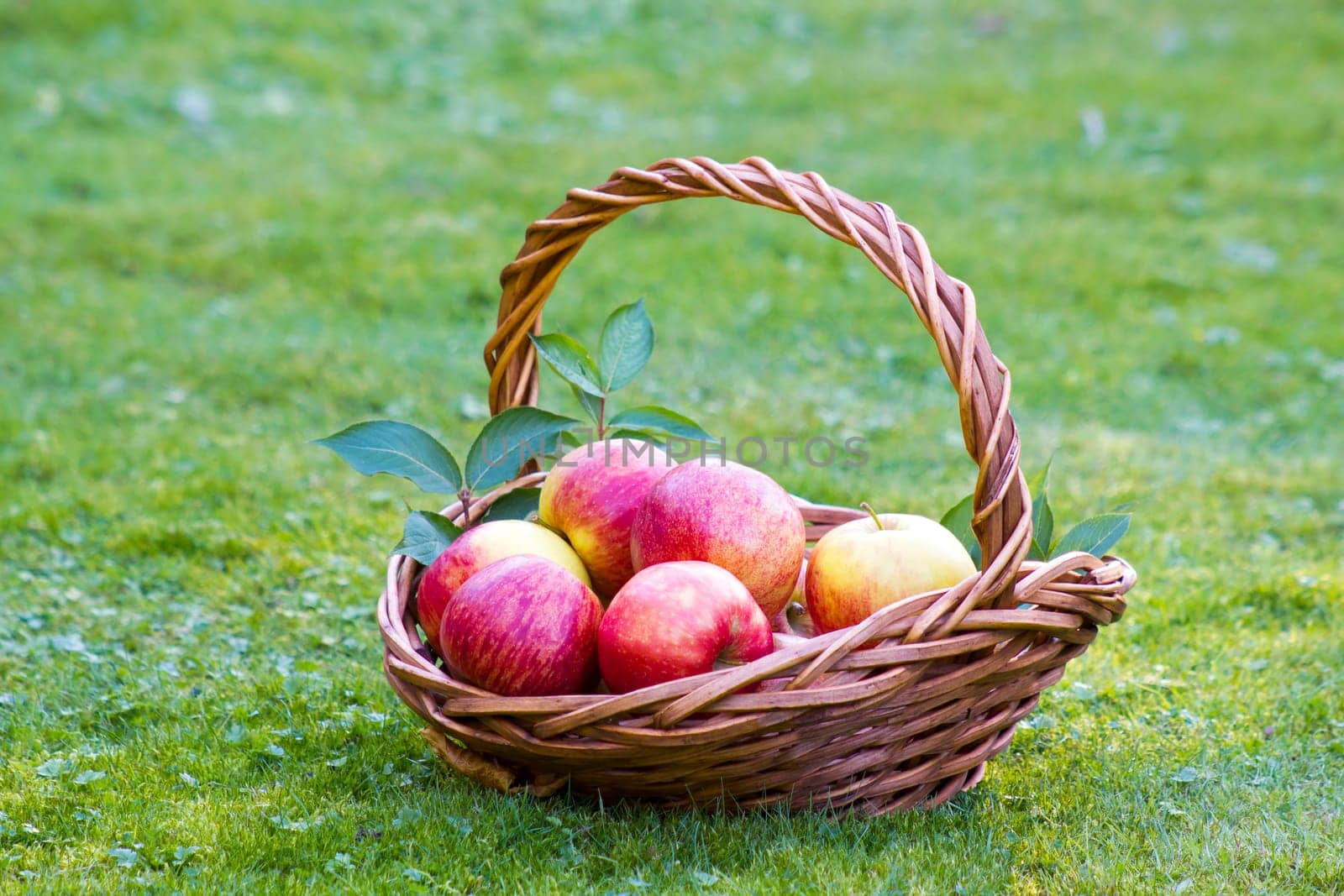 red apples in a basket in autumn garden