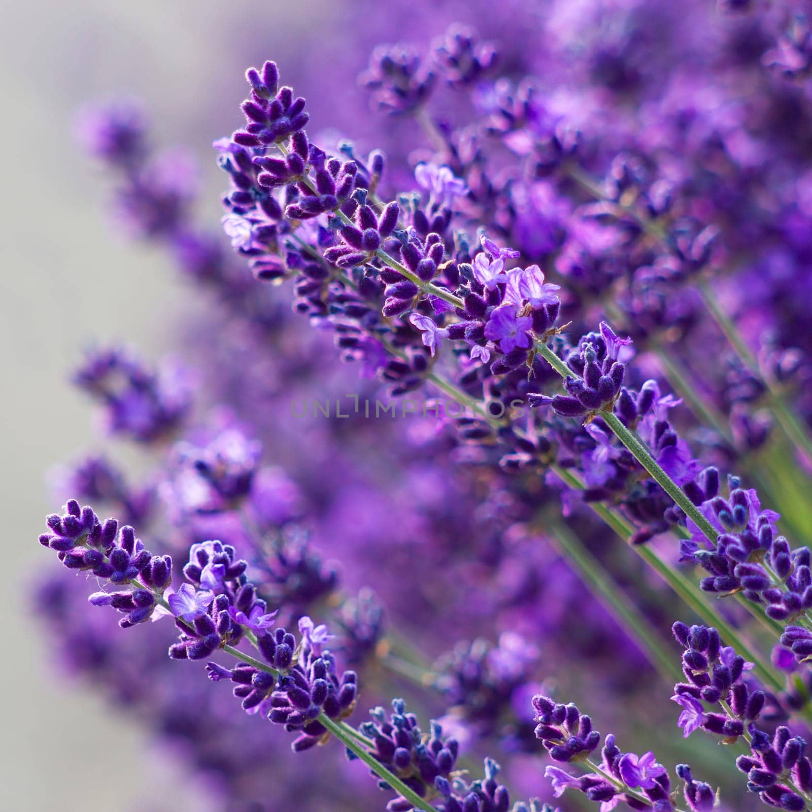 lavender flowers