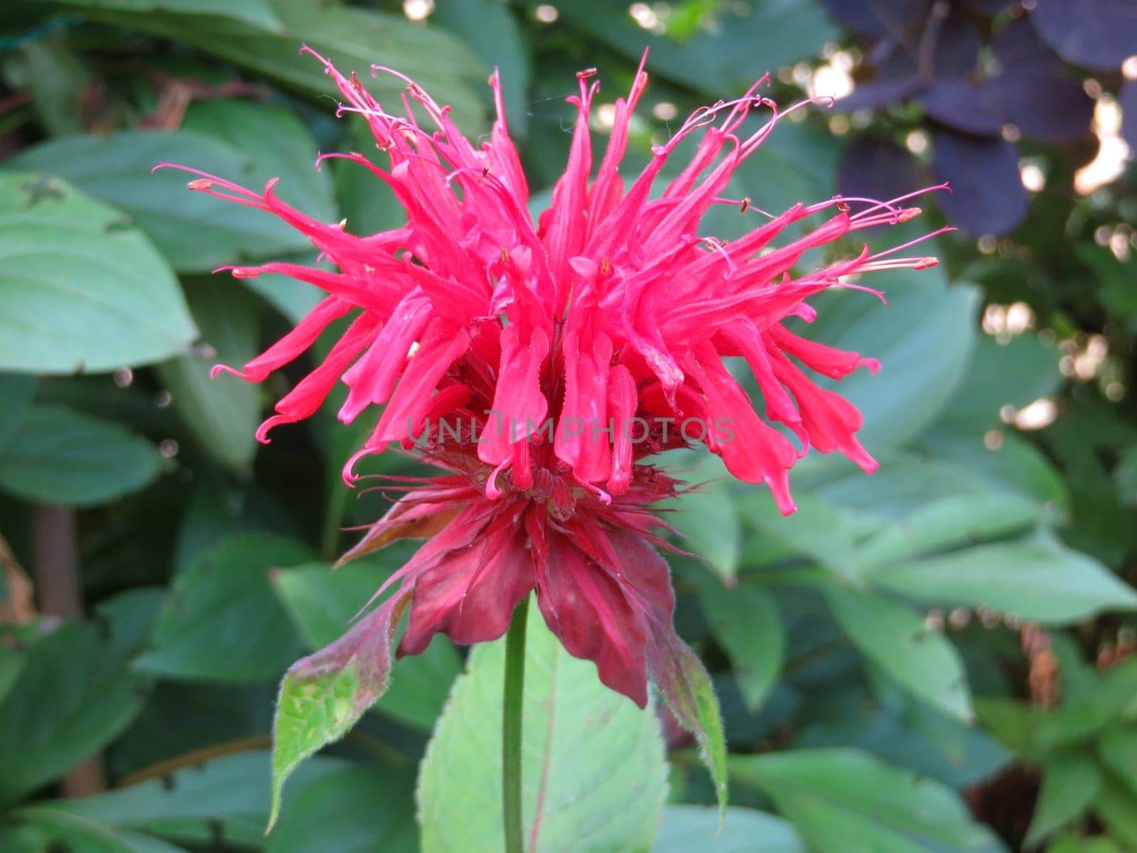Indian nettle - Monarda didyma