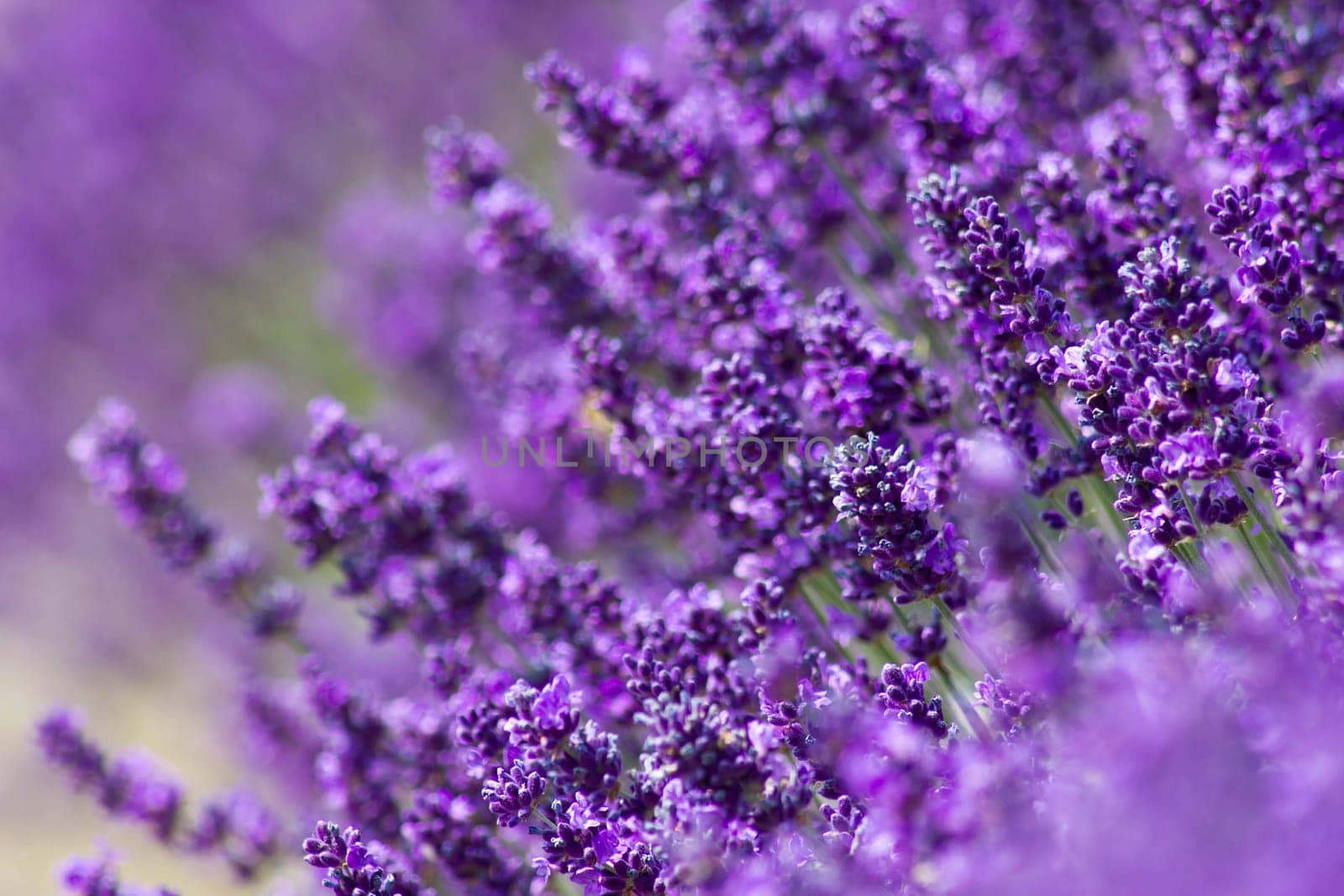 lavender flowers
