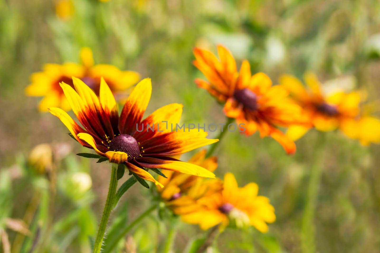 Rudbeckia flowers in nature