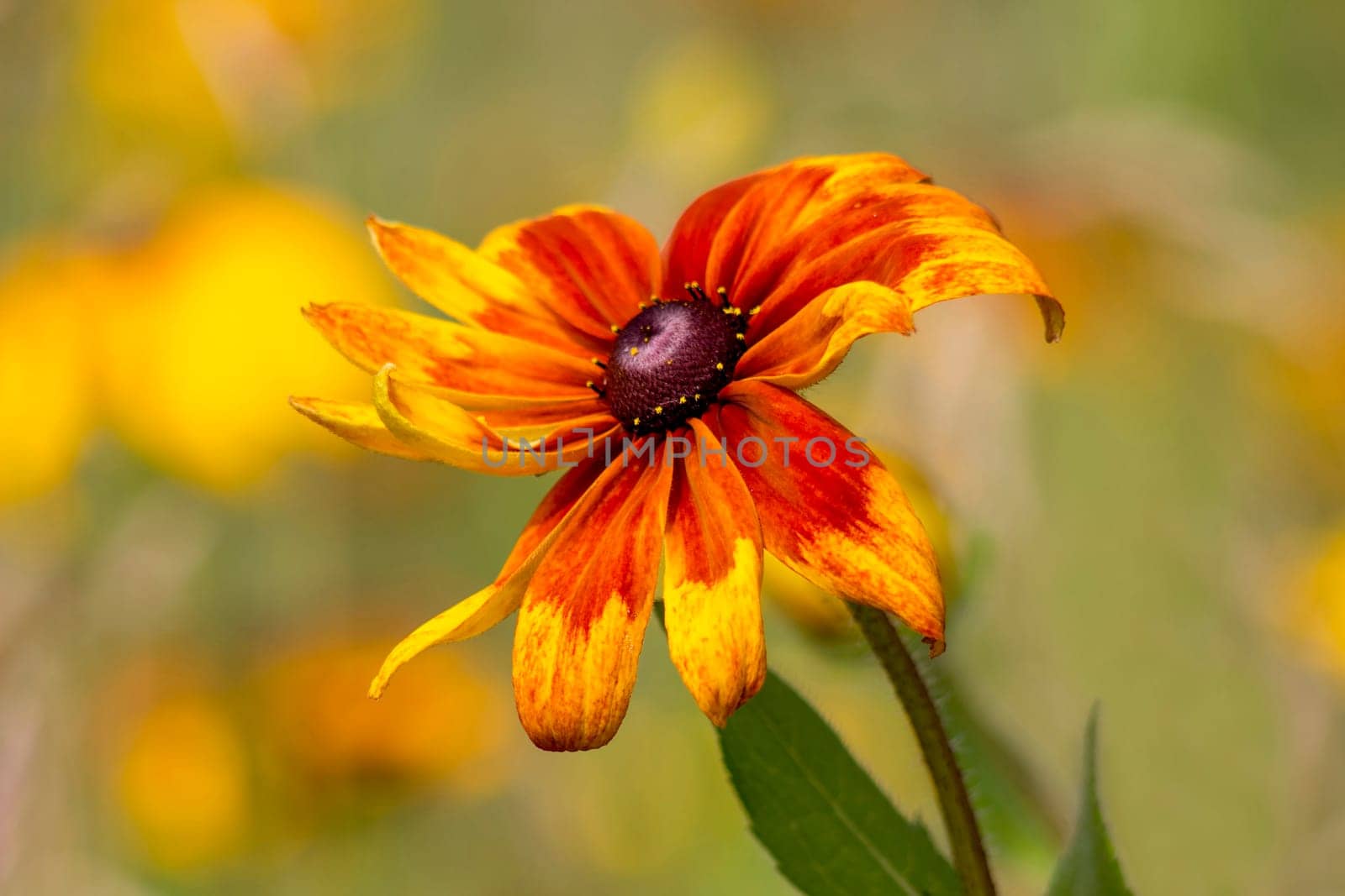 Rudbeckia flower in nature