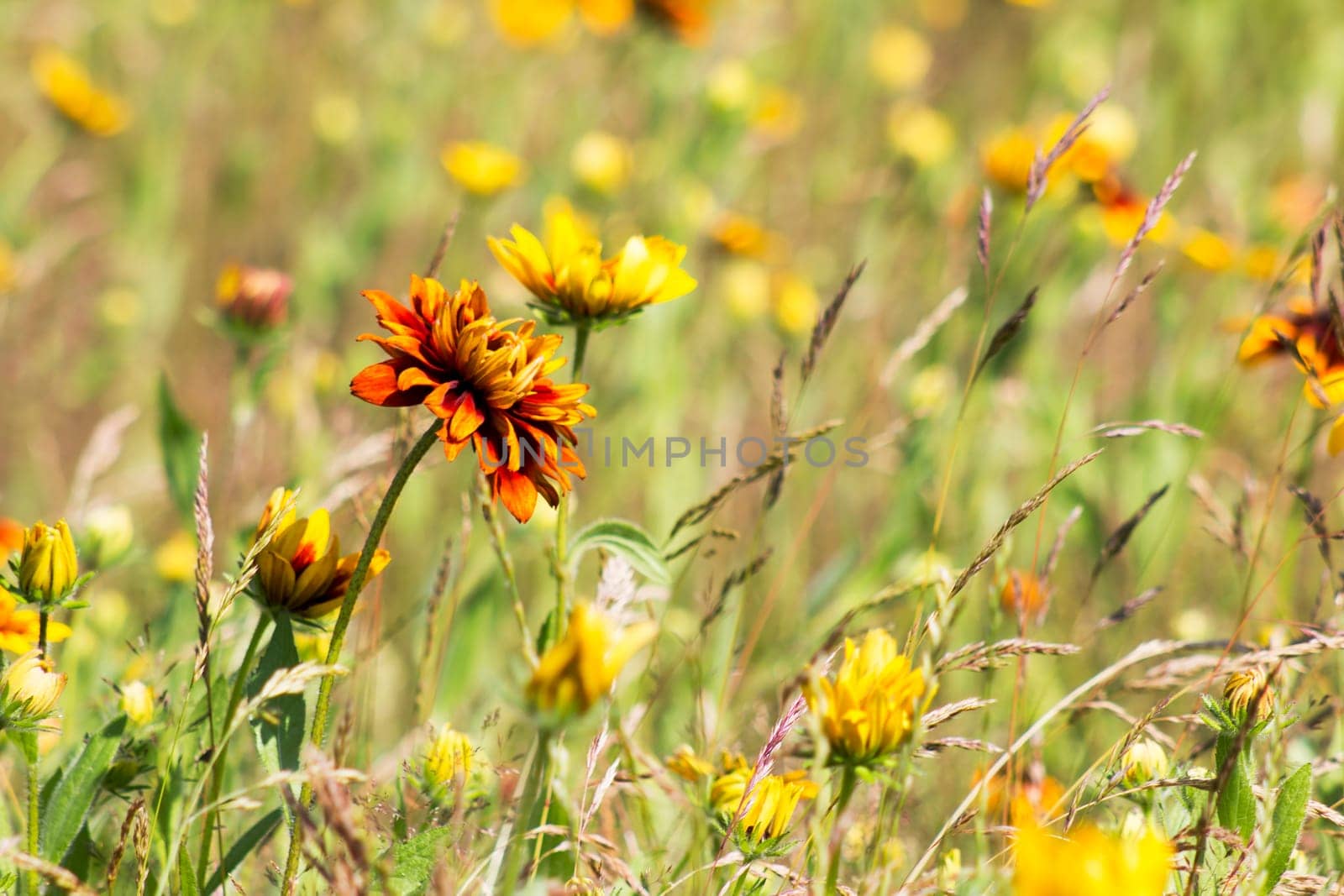 Rudbeckia flowers in nature