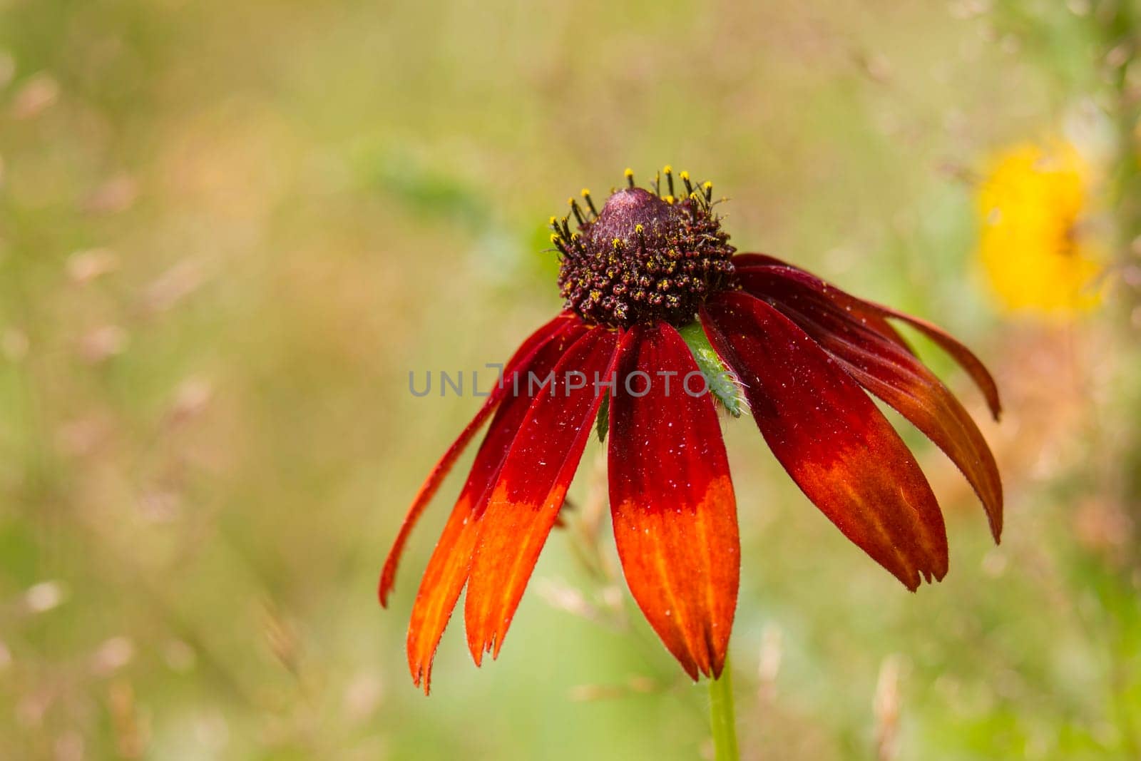 Rudbeckia flower in nature