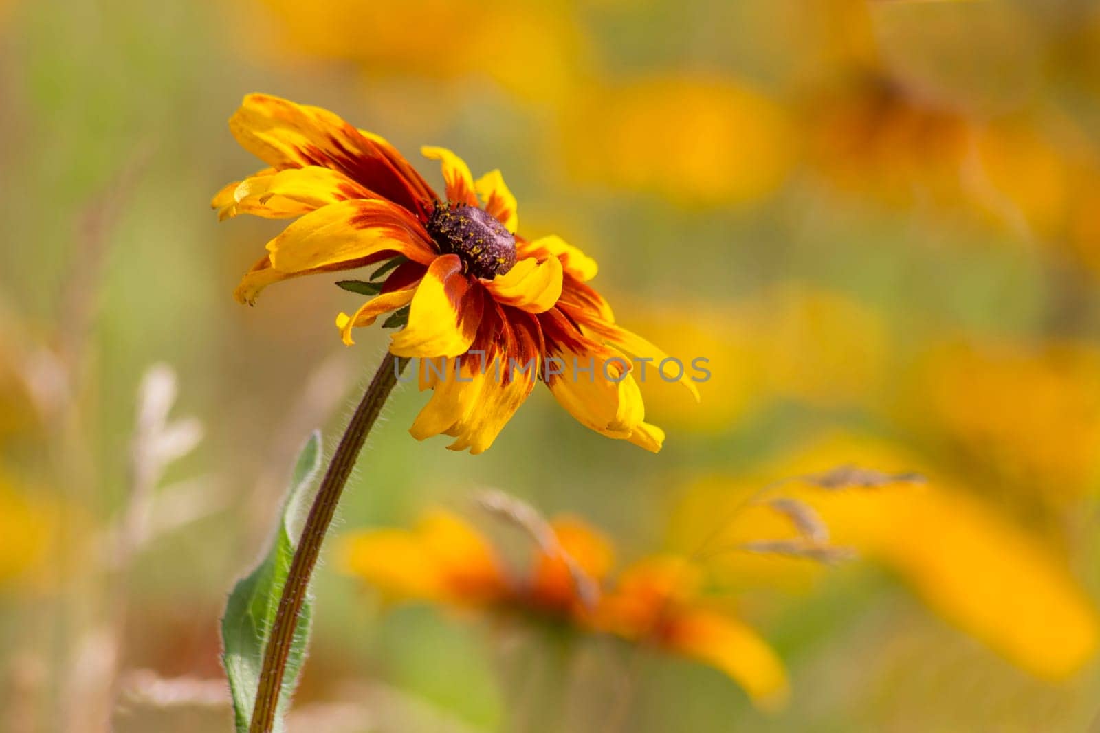 Rudbeckia flower in nature