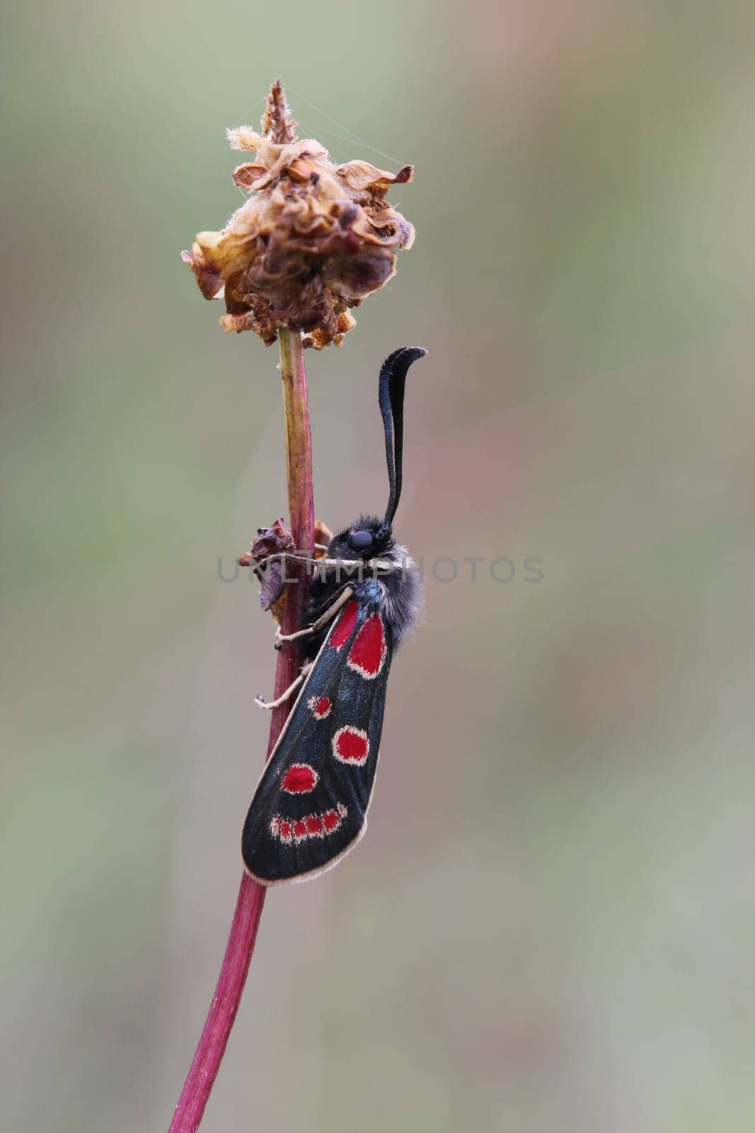 Sainfoin ram (Zygaena carniolica) on the Dörnberg