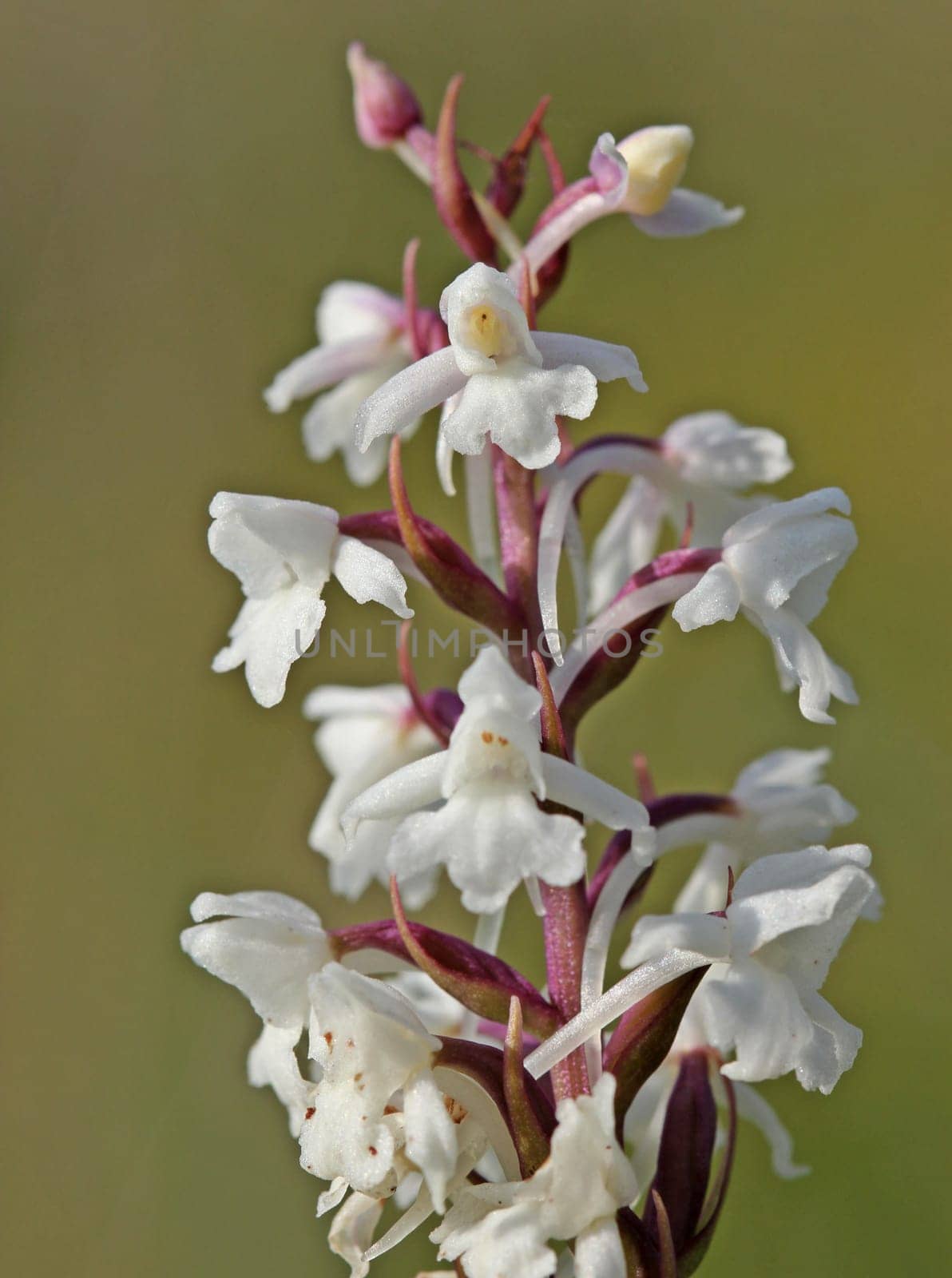 Albino mosquito orchid (Gymnadenia conopsea) on the Dörnberg