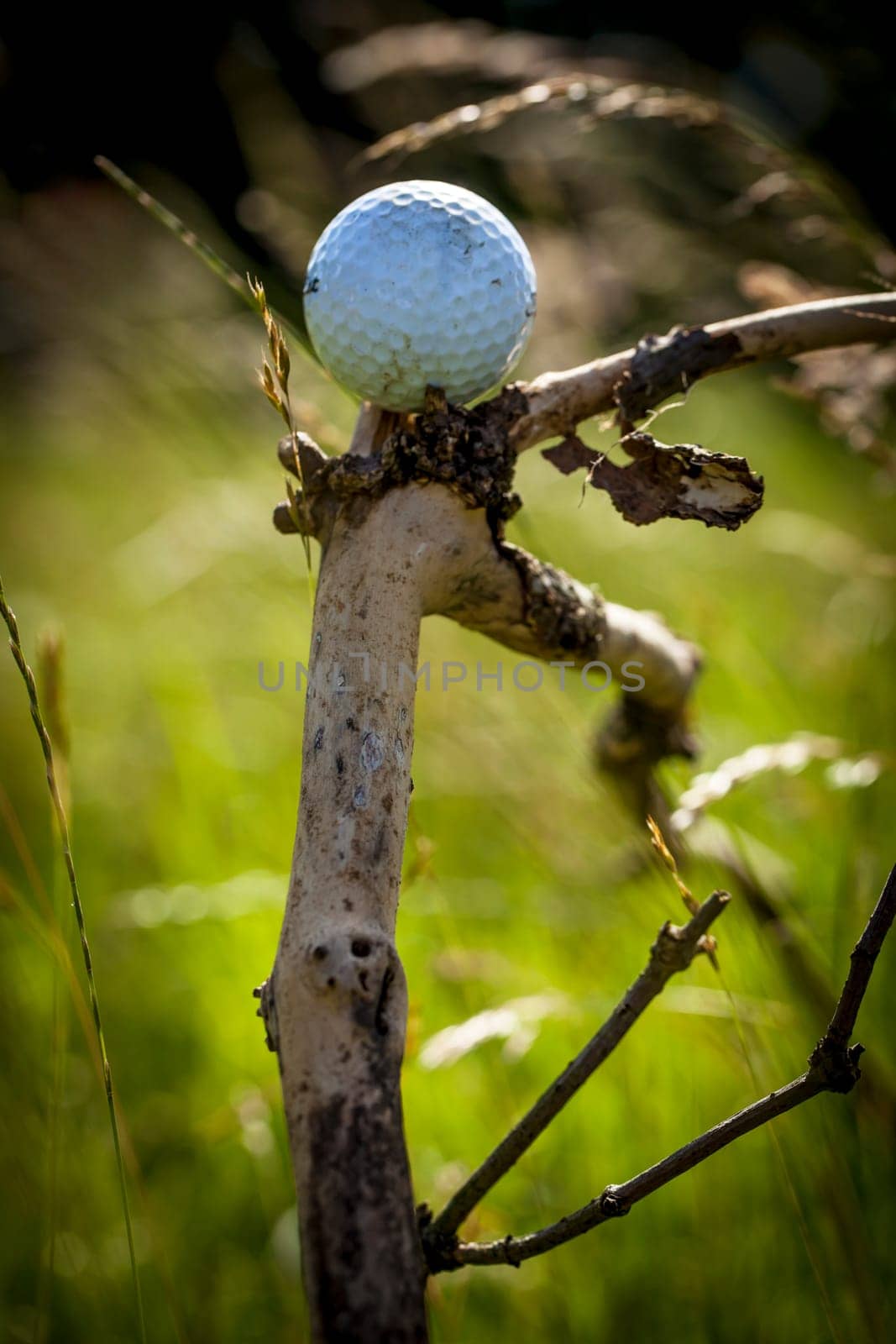 A golf ball perched on a dried twig on a golf course.