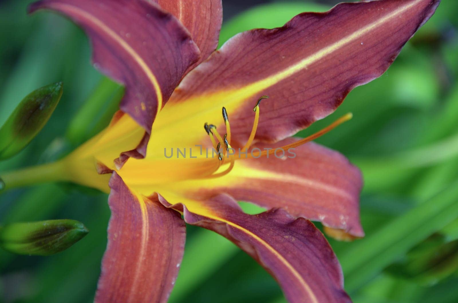 Lily blossom