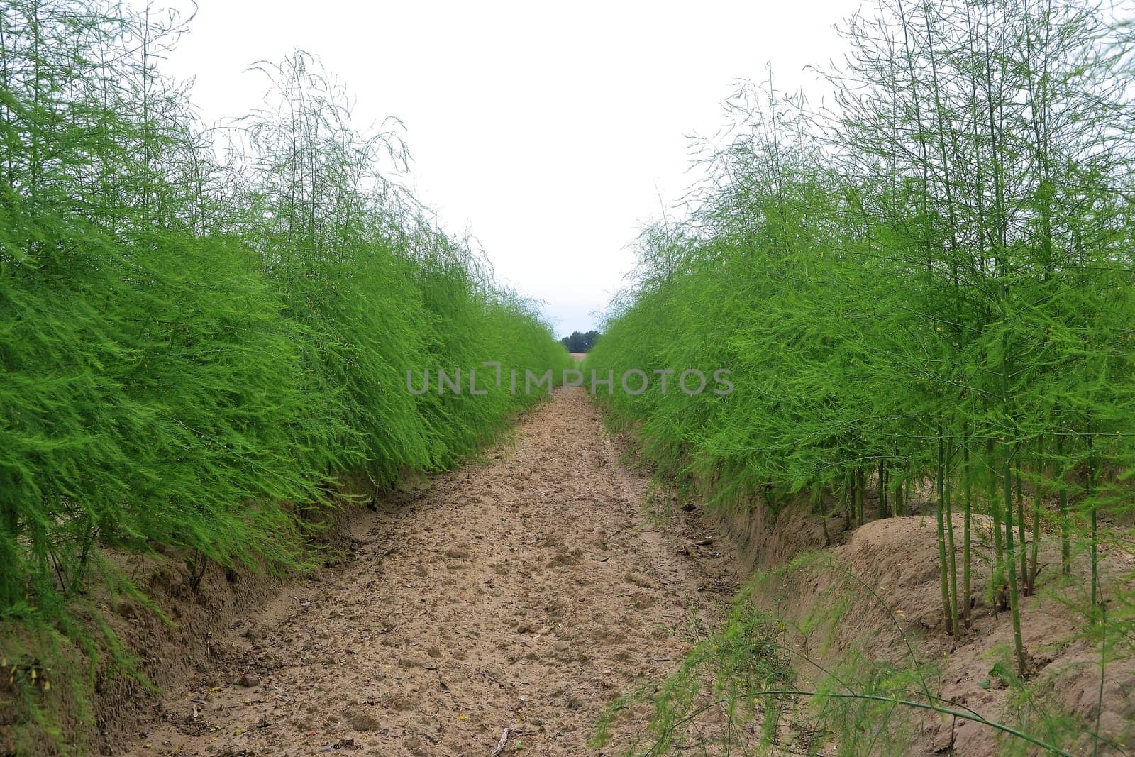 Asparagus in an asparagus field