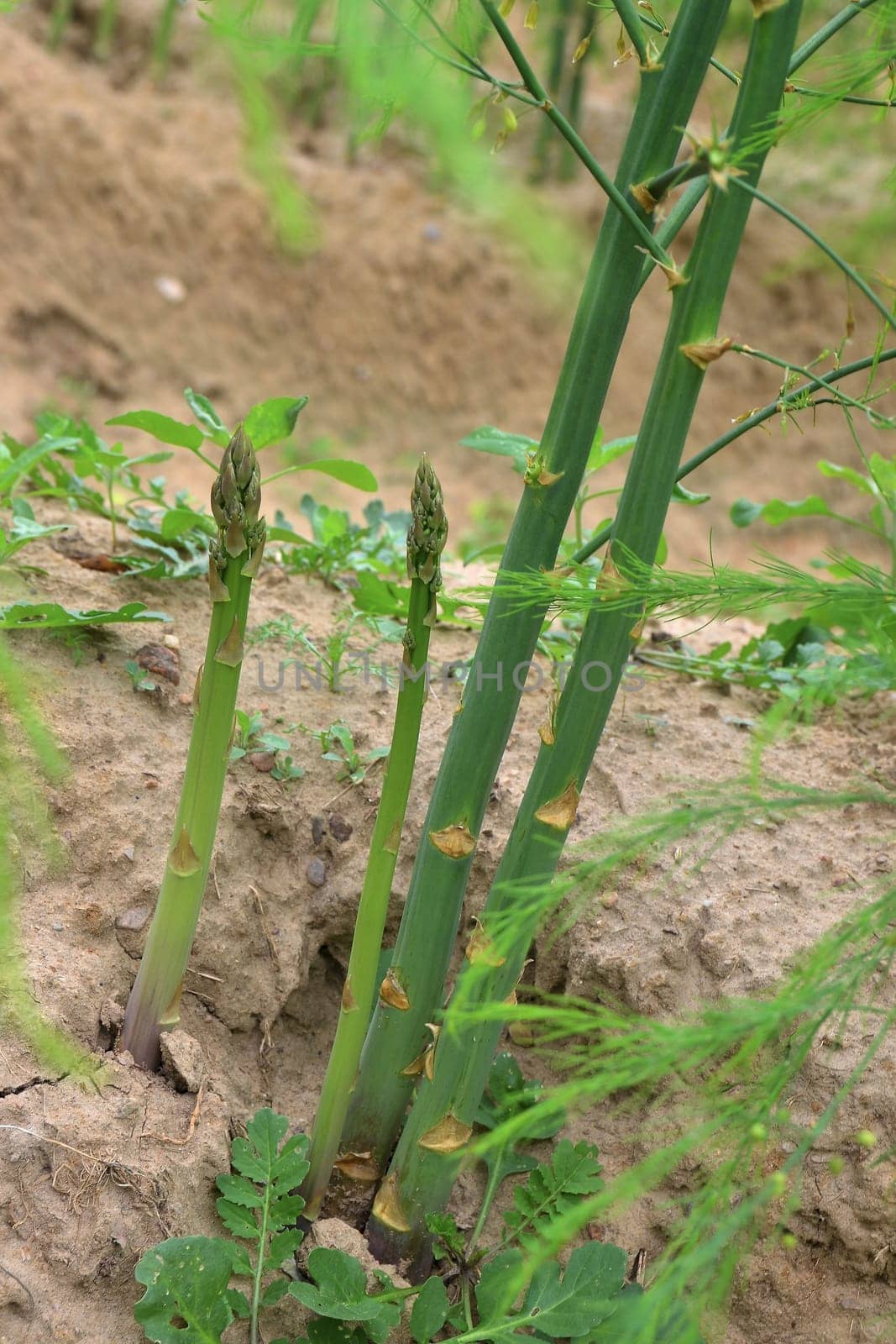 Asparagus in an asparagus field