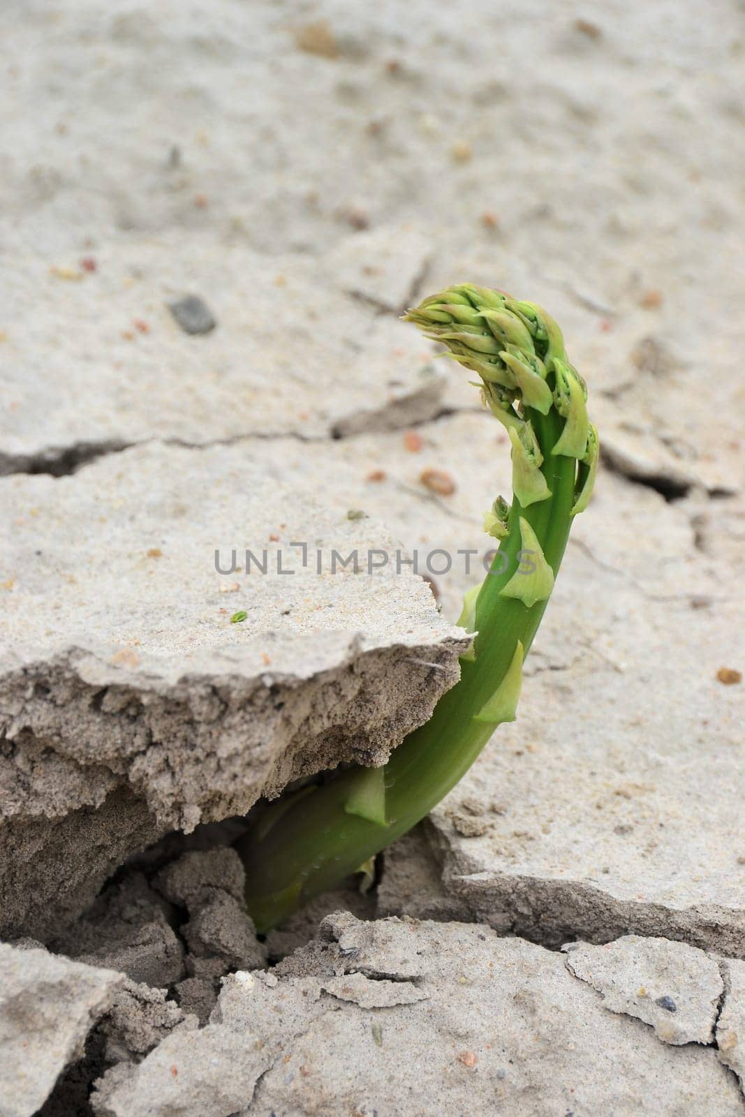 Asparagus in an asparagus field