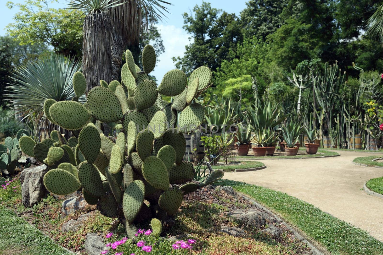 Details of a beautiful opuntia sheerii in a garden.