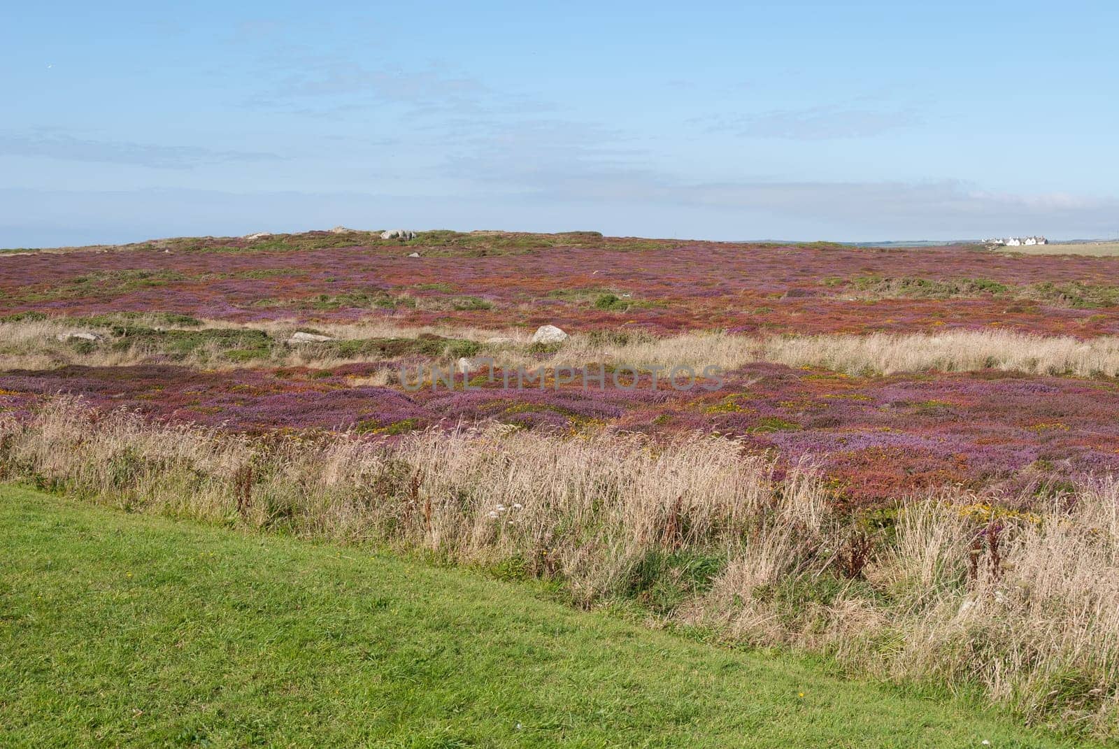 flowers at land's end in Cornwall