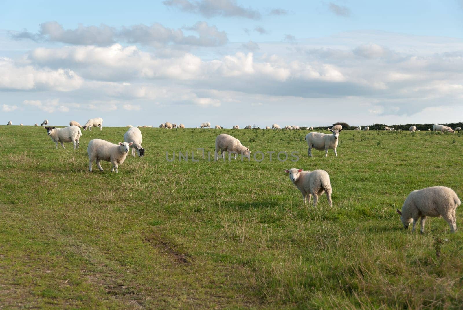 sheep on a meadow in Port Isaac in Cornwall