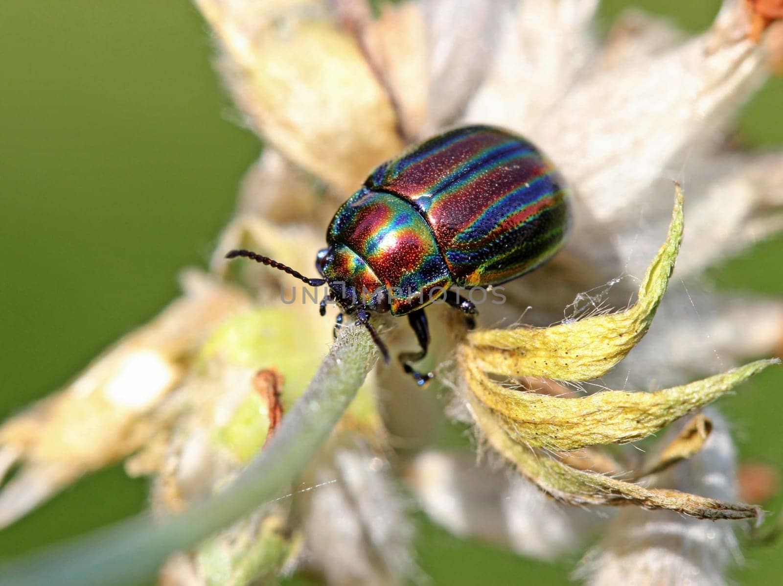 Rainbow leaf beetle (Chrysolina cerealis) on faded clover