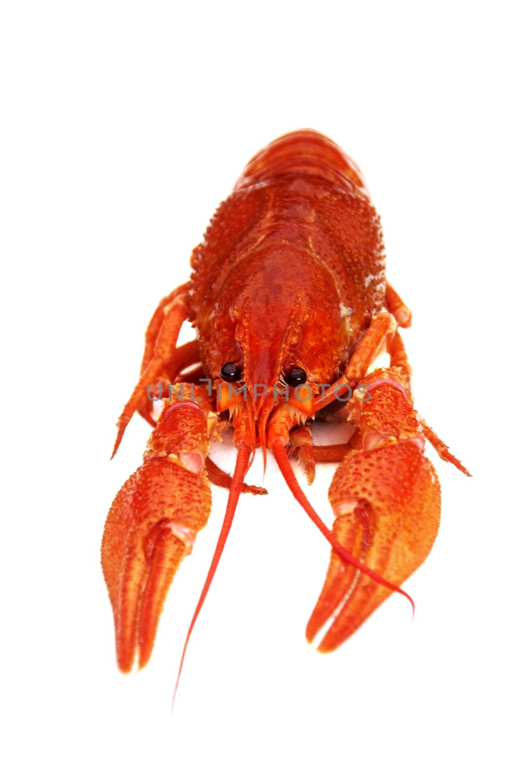 Cooked crayfish isolated on white