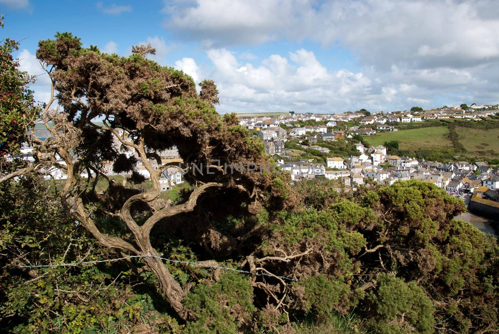 tree on Port Isaac in Cornwall