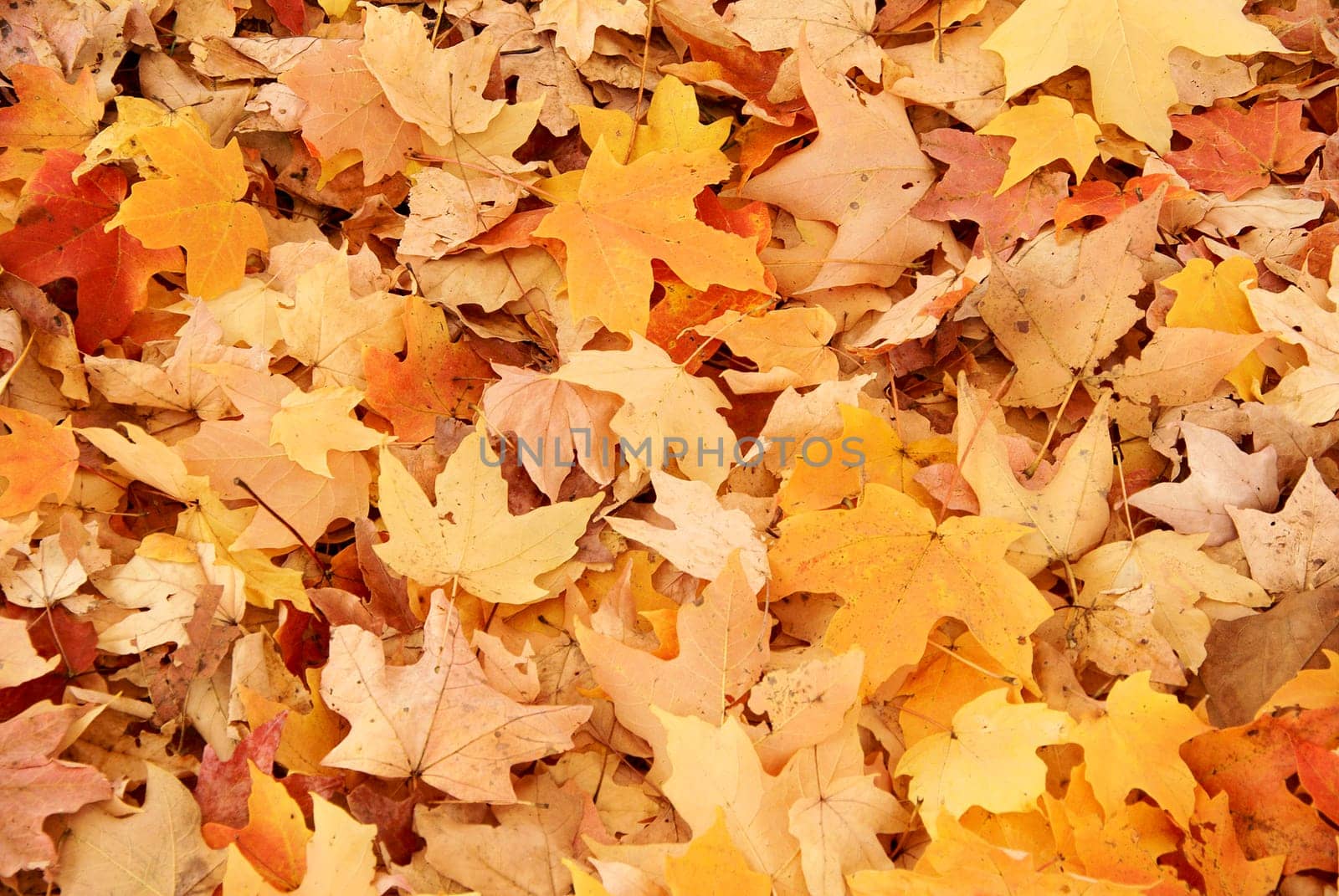Maple leaves on the ground