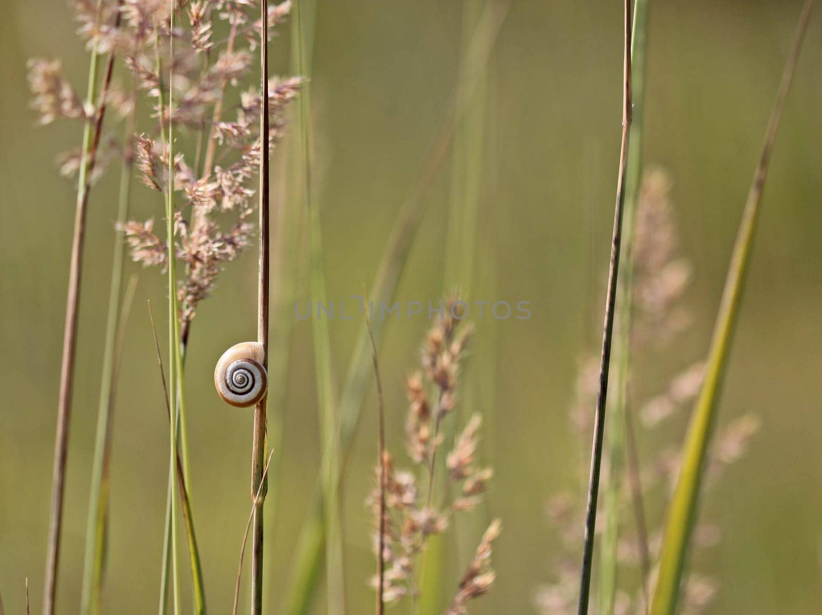 Western heath snail on the Dörnberg