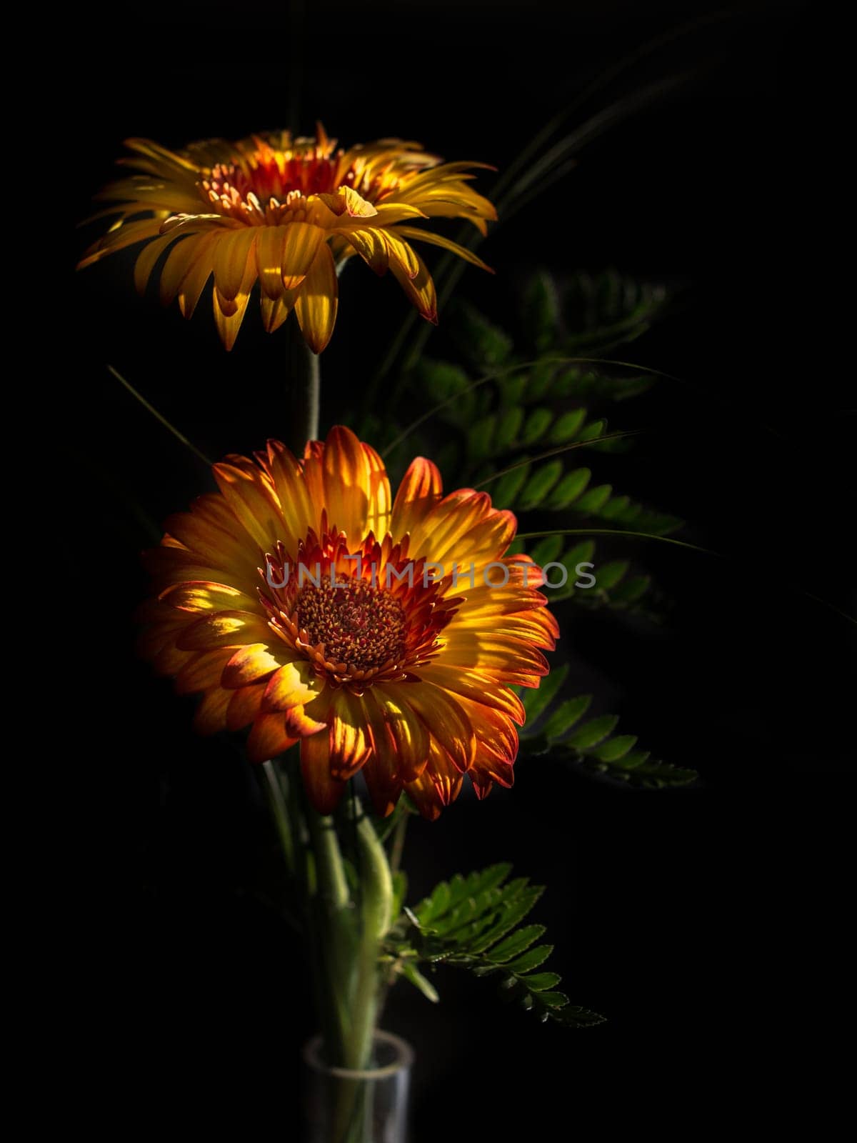 Gerbera