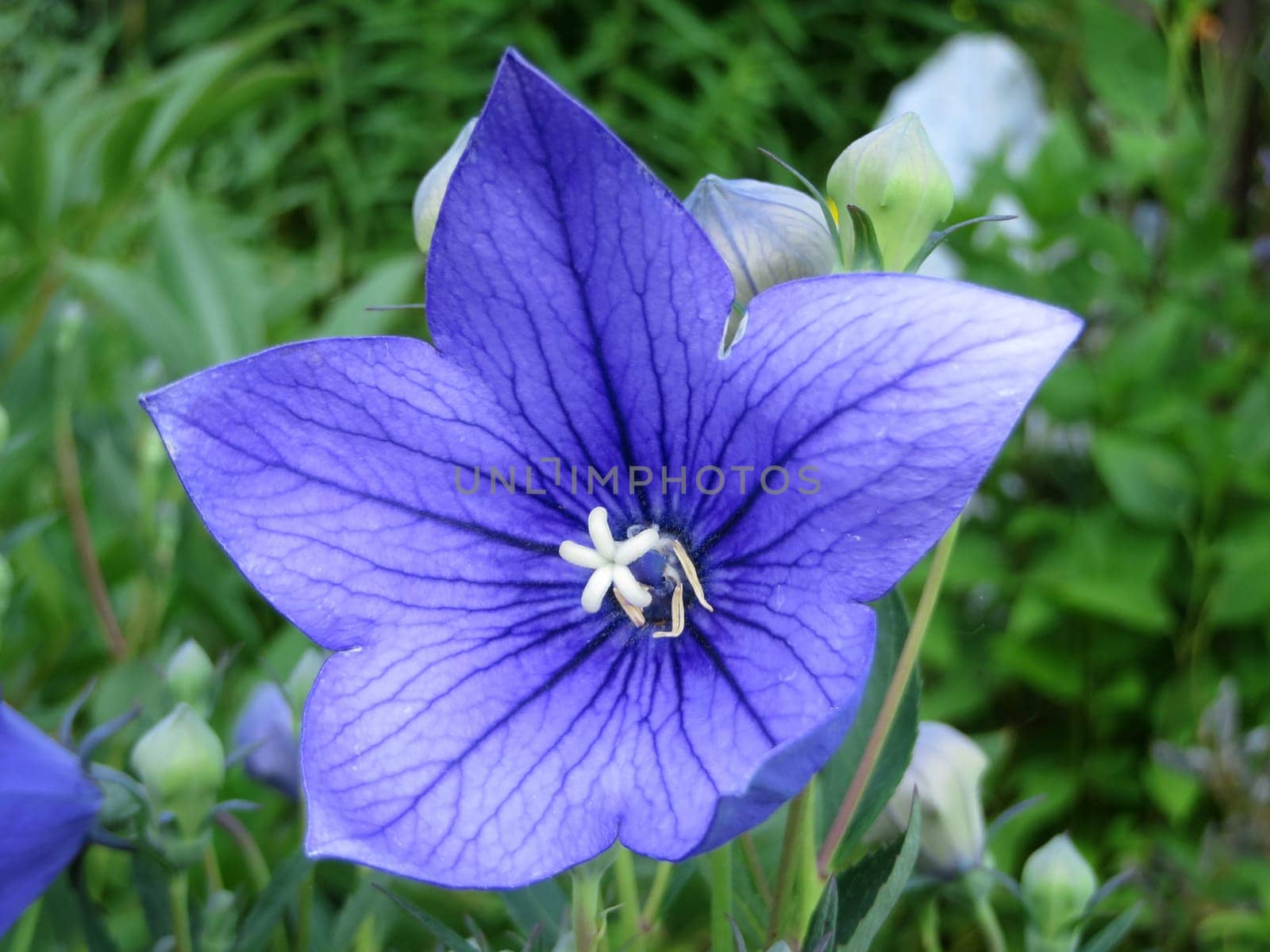 Balloon flower - Platycodon grandiflorus
