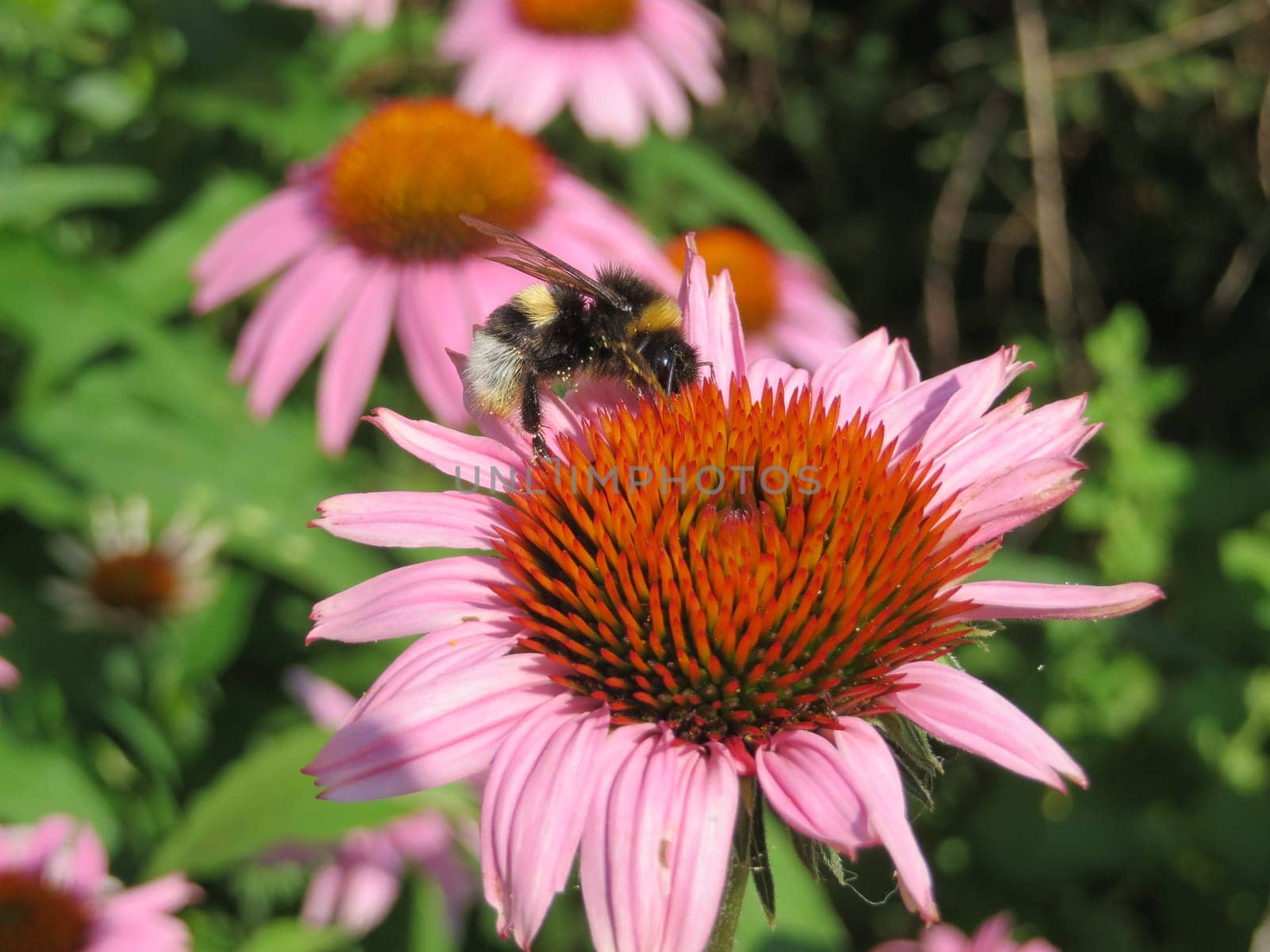 Purple coneflower - Echinacea purpurea