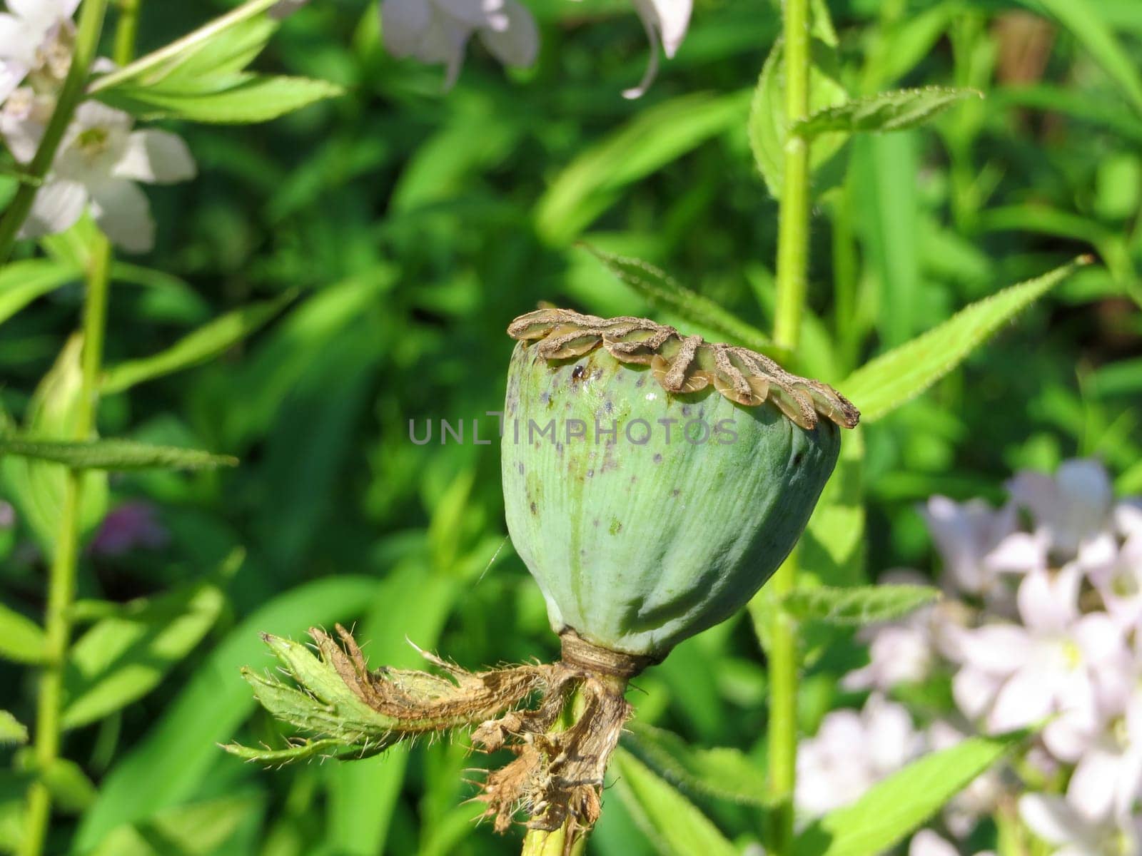 Seed capsule of a Turkish poppy - Papaver orientale