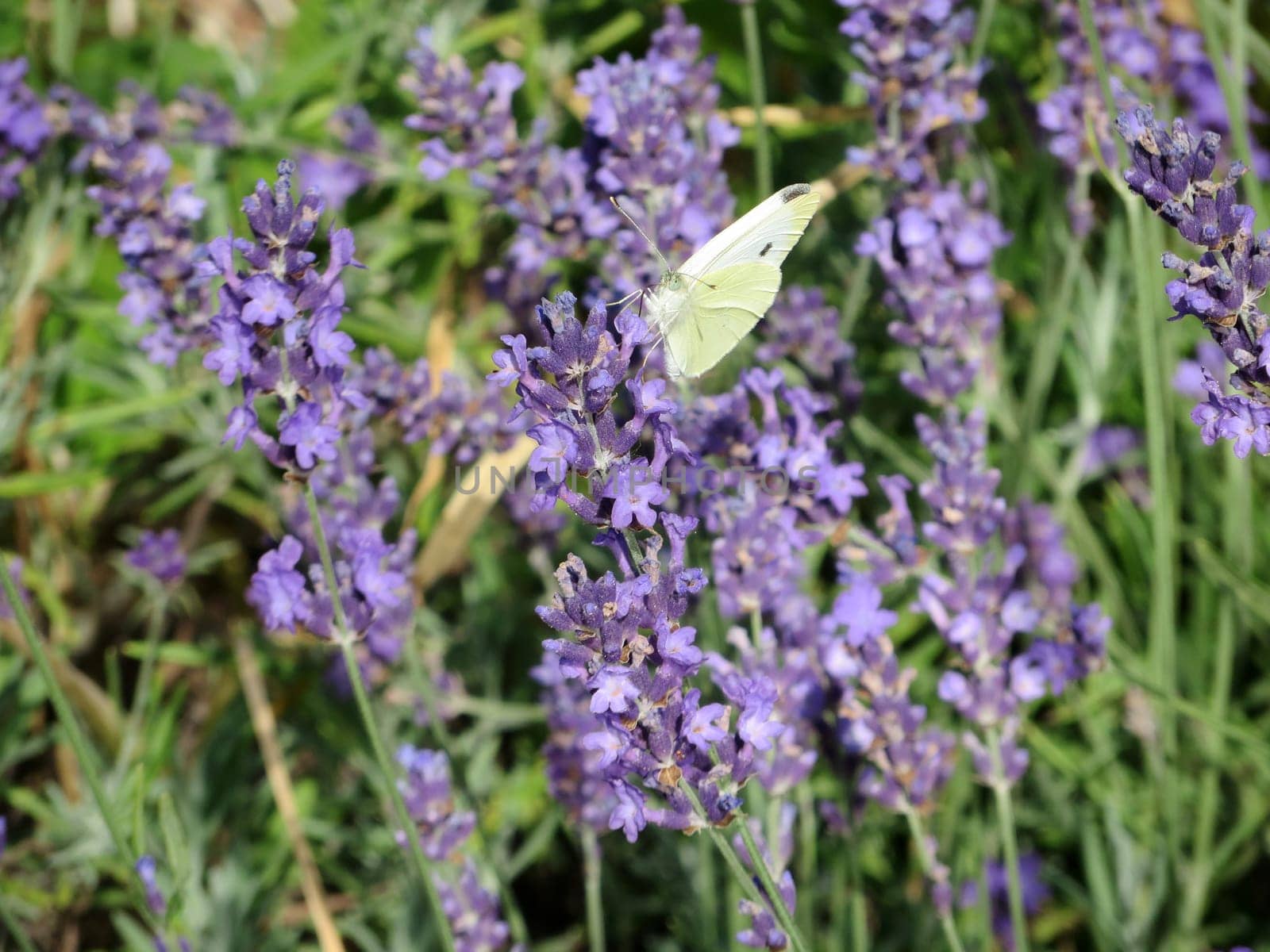 Small cabbage white - Pieris rapae