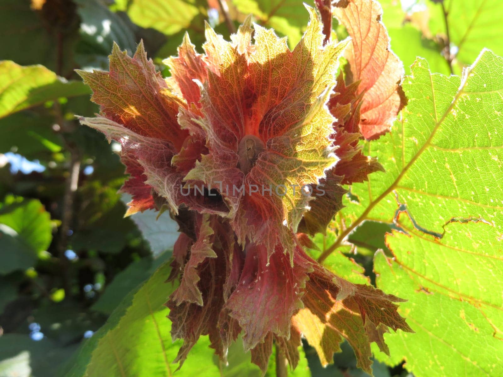 Hazelnut - Corylus maxima - Purpurea -