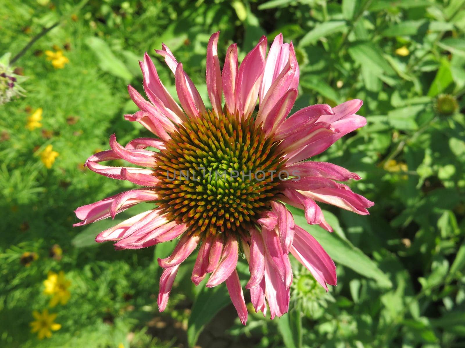 Purple coneflower - Echinacea purpurea