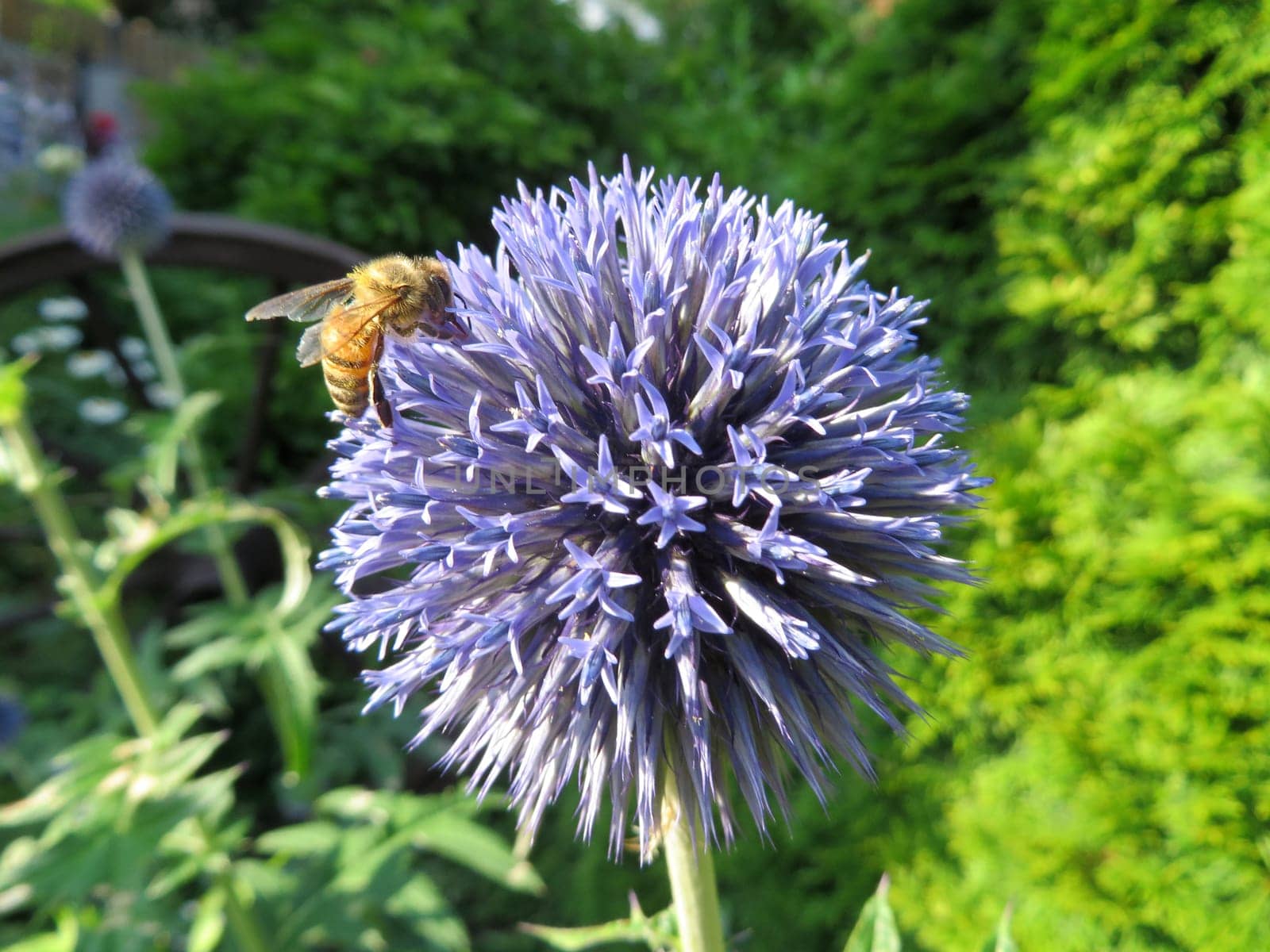 Ruthenian ball thistle - Echinops ritro