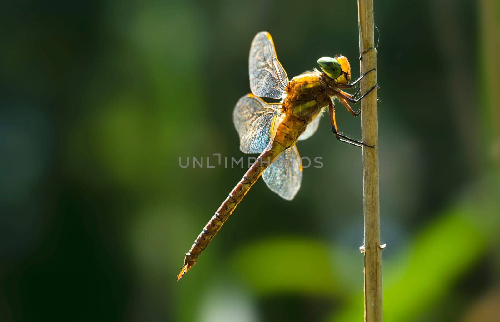 Wedge spot Mosaic Maiden Male