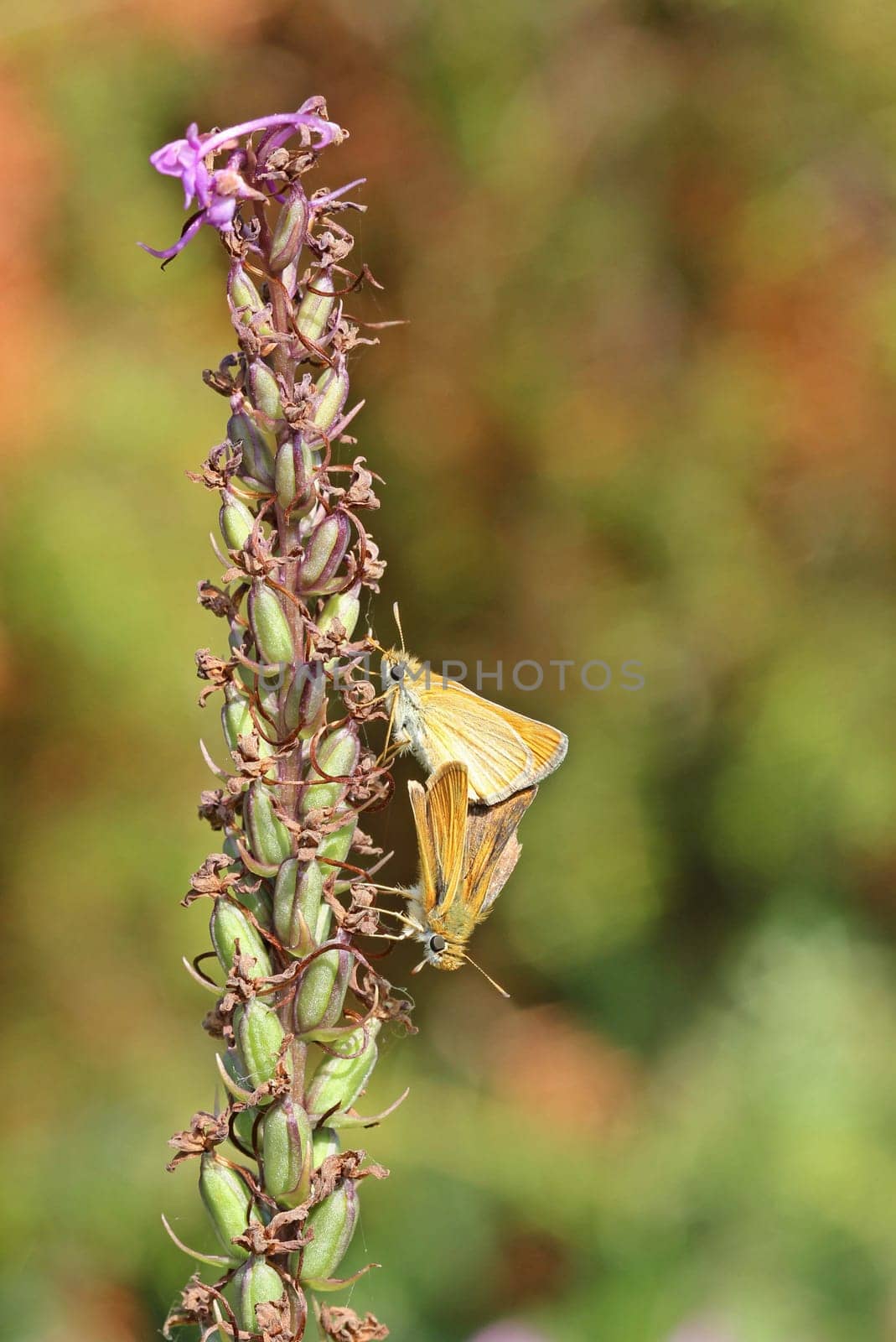 Skipper mating on withered mosquito orchid
