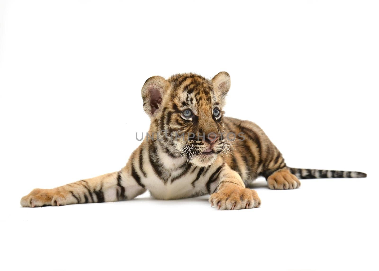 baby bengal tiger isolated on white background
