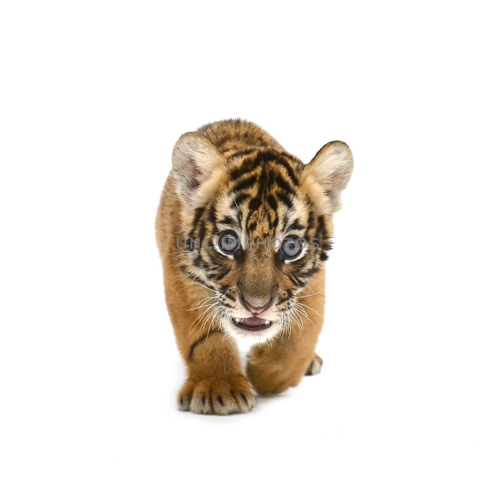 baby bengal tiger isolated on white background