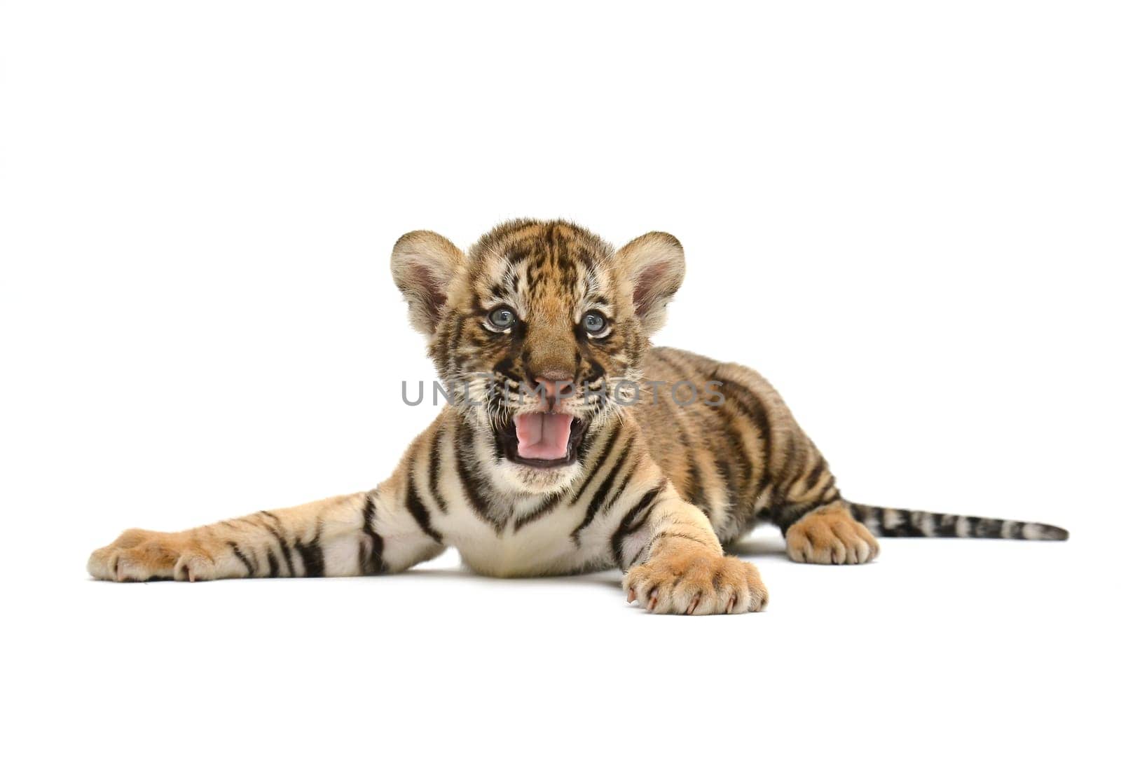 baby bengal tiger isolated on white background