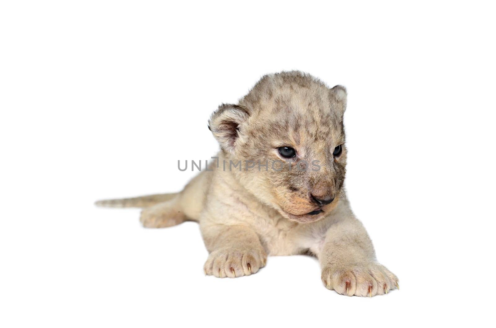 baby lion isolated on a white background
