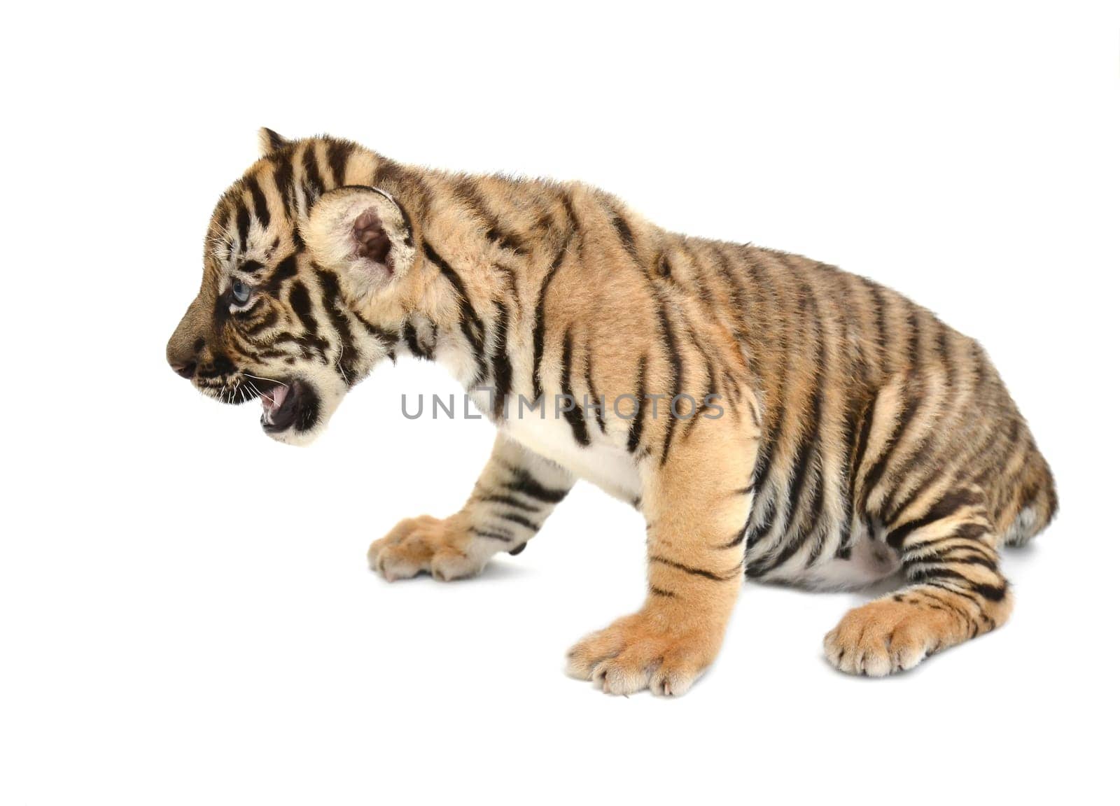 baby bengal tiger isolated on white background