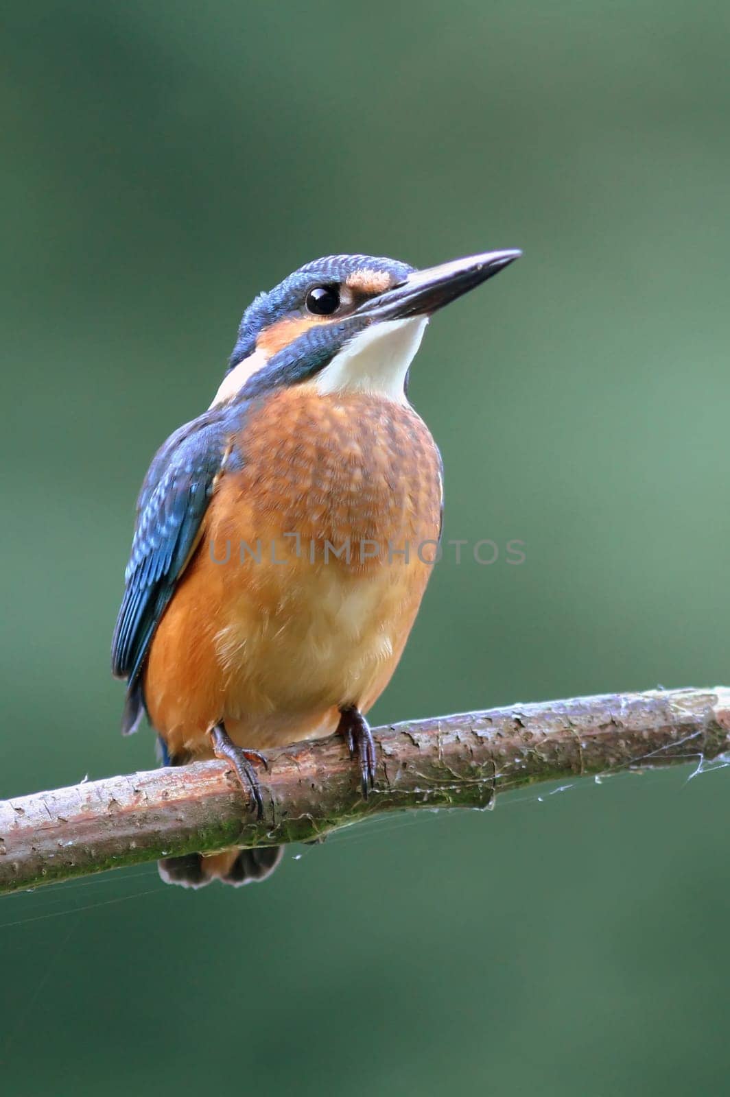 Kingfishers