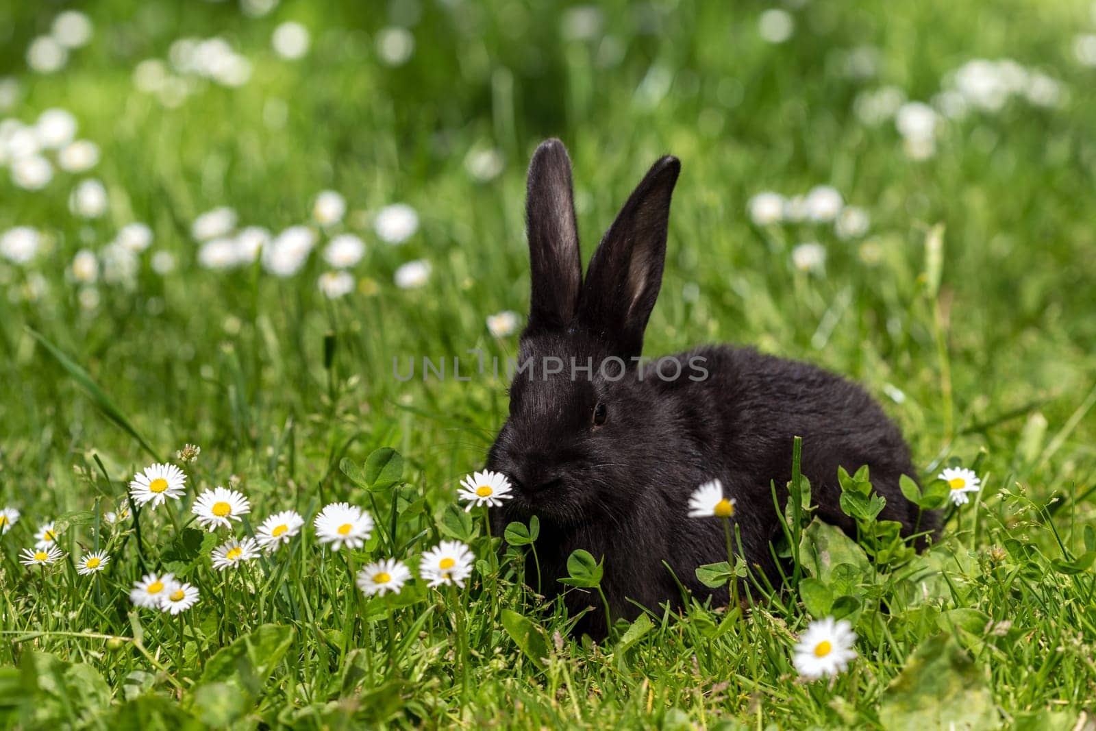 young rabbit