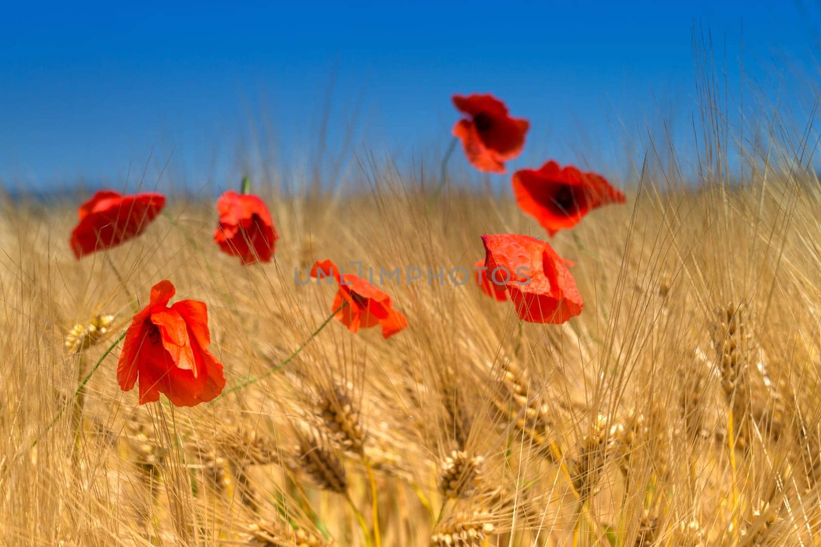 Poppy seeds in the grain field